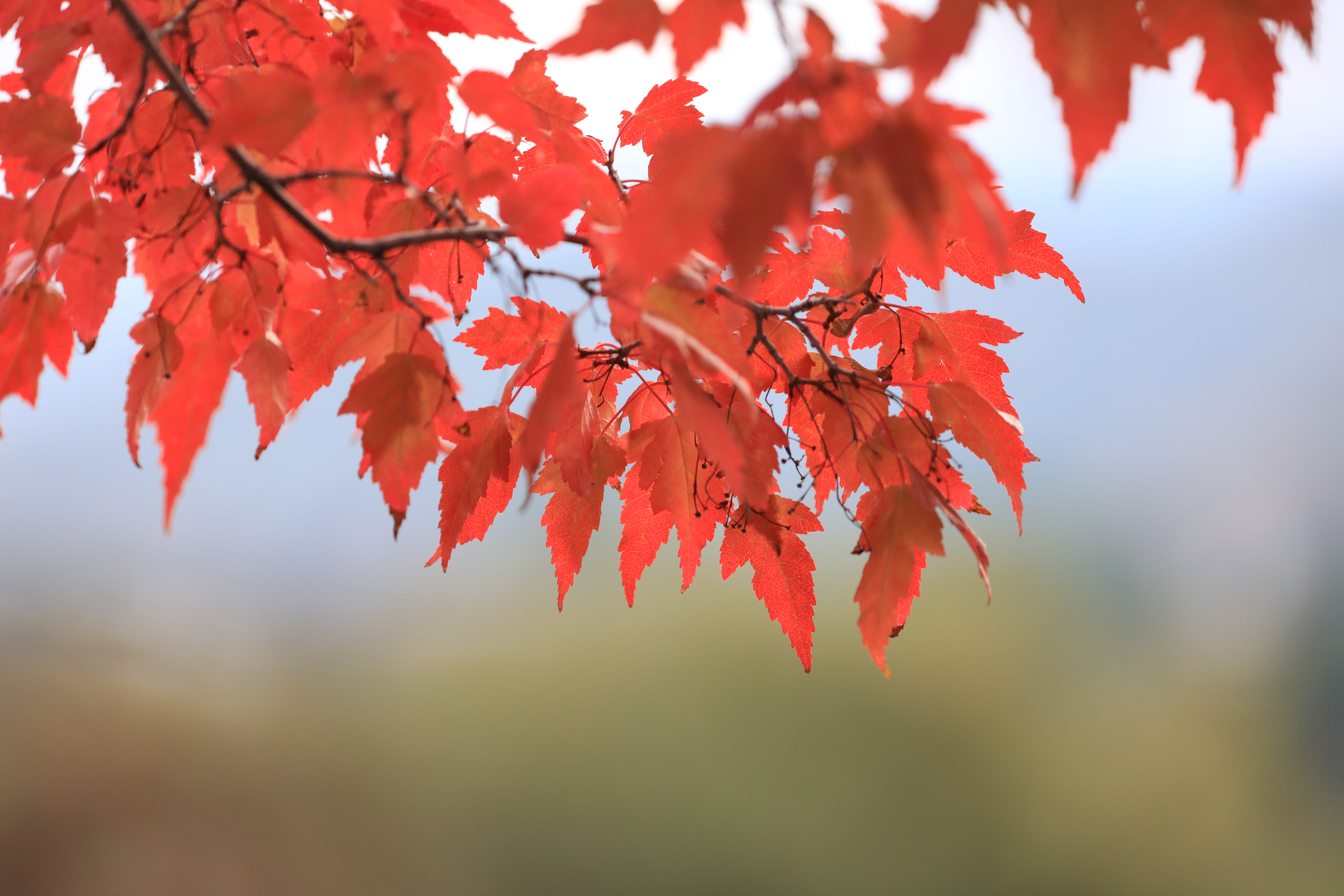 maple tree, fall, red leafe, fall leaves, red leaf, tranquility, nature, beauty in nature, day, no people, trees, tree, natural condition, maple leaf, branchlet, HD Wallpaper