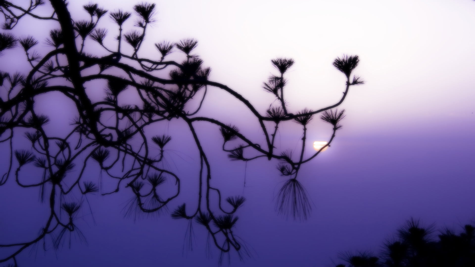 closeup, season, natural, decoration, branchlet, moon, seasonal, floral, dusk, blue, no people, sky, grass, flower, full moon, close, color, leaf, leaves, HD Wallpaper