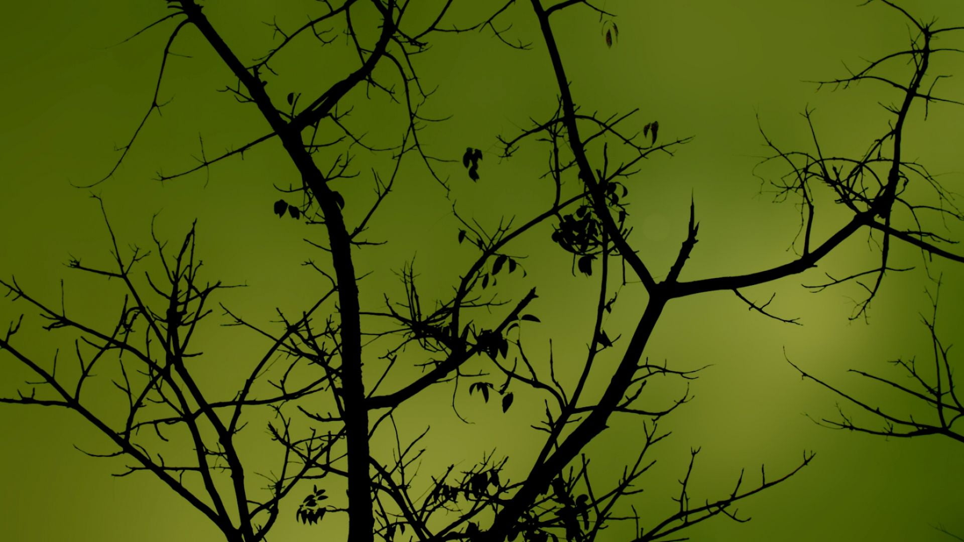 backgrounds, dusk, low angle view, 1080P, natural, bare tree, outdoors, tranquility, day, silhouette, tranquil scene, leaf, bird, branch, nature, plant, HD Wallpaper
