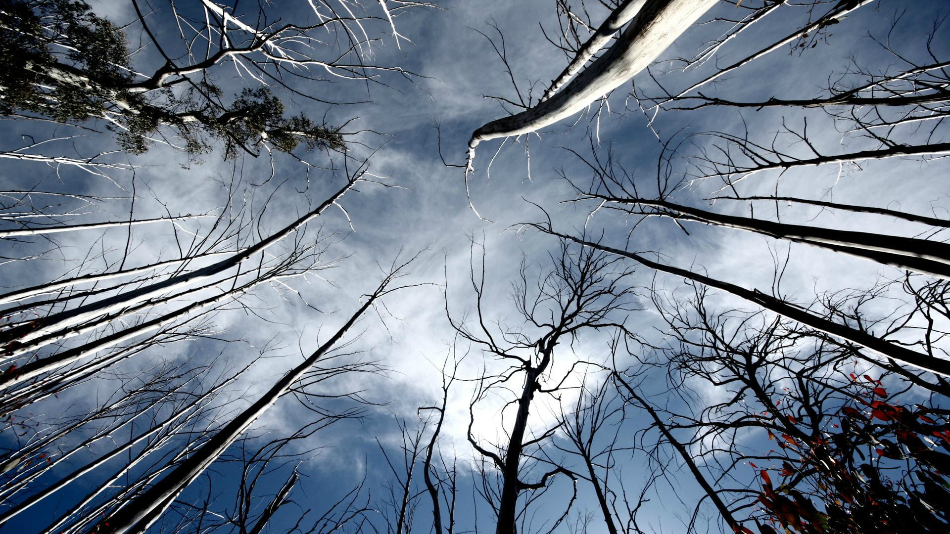 clear, low angle view, liquid, clouds, splash, day, 1080P, trunk, water, azure, bubble, rain, land, season, plant, tranquility, branchlet, outdoors, tree, HD Wallpaper