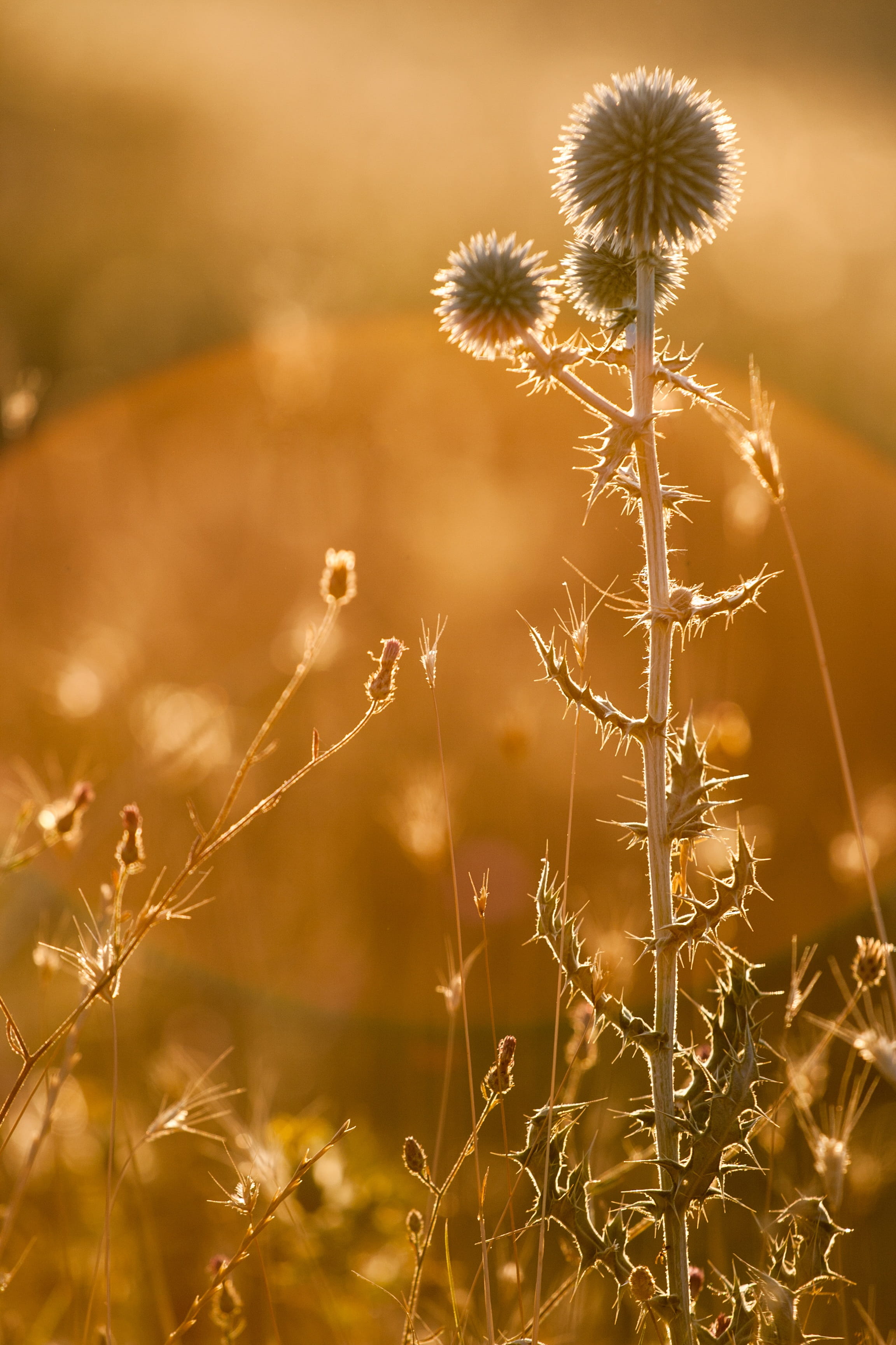 flowering plant, summer, beauty in nature, rostkoviana, sunset, land, macro, light, day, field, uncultivated, bright, sunlight, sunny, nature, garden, fragility, Phone HD Wallpaper