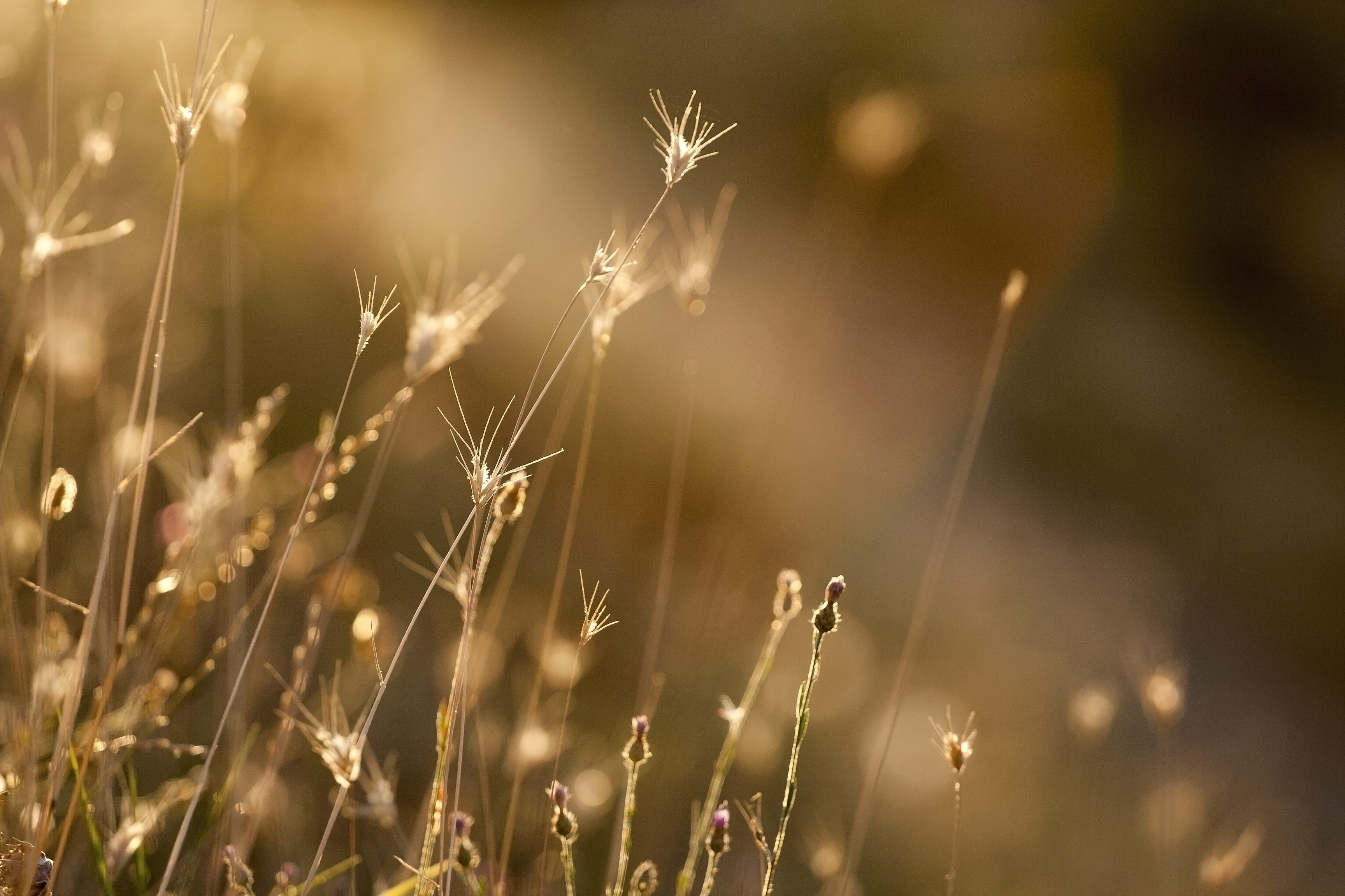 garden, day, agriculture, tranquility, sunset, beauty in nature, nature, flower, season, defocus, sunlight, timothy grass, flora, bright, growth, outdoors, HD Wallpaper