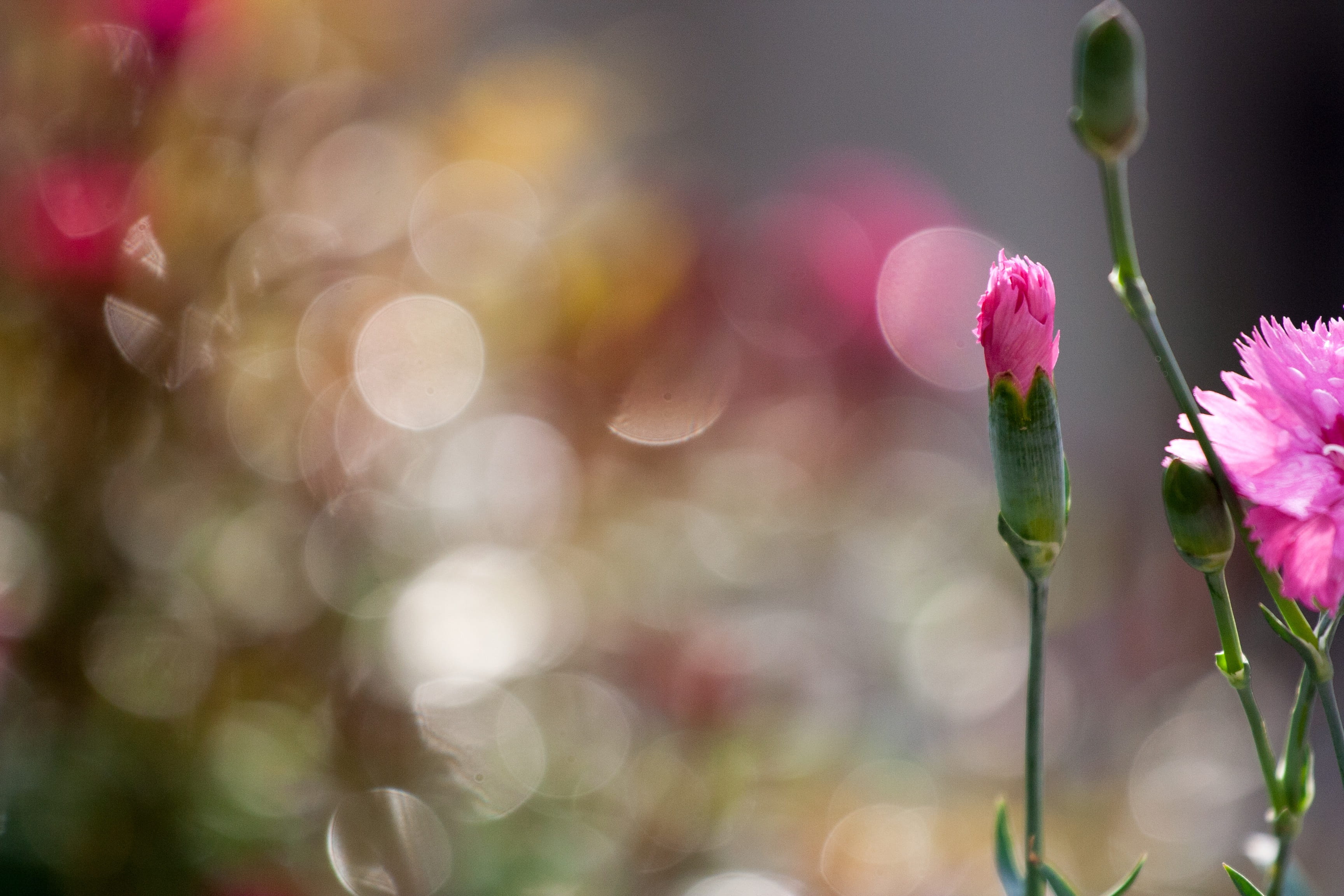 flower head, architecture, vulnerability, plant, defocus, clove, in the spring, background, flowers, growth, colors, plant stem, defocused, springtime, HD Wallpaper