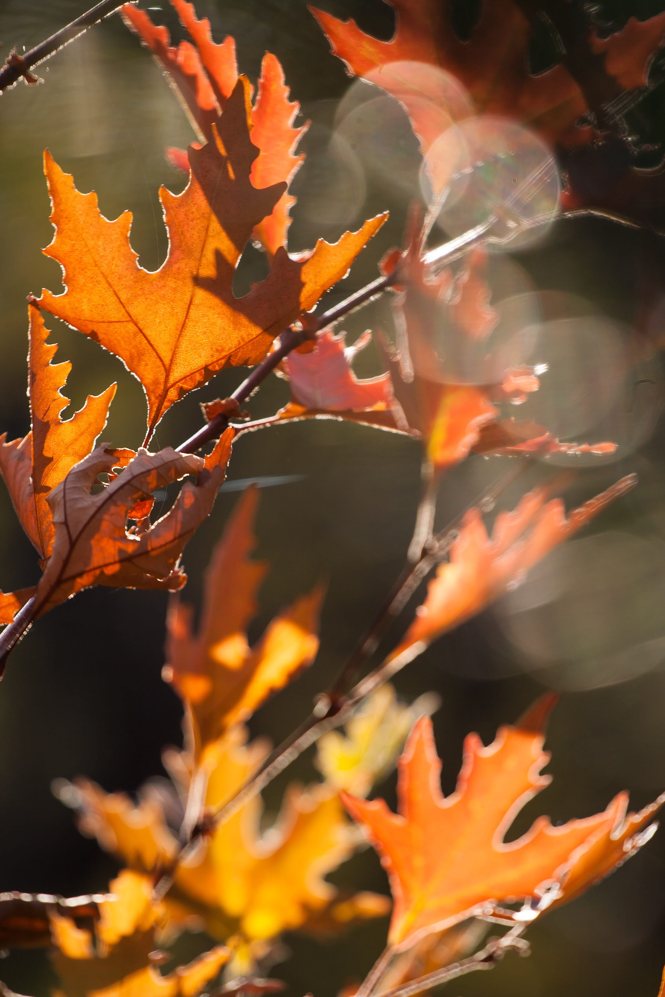plant part, rostkoviana, orange color, orange, branch, 2K, leaves, defocus, colors, focus on foreground, no people, leaf, fragility, autumn collection, Phone HD Wallpaper