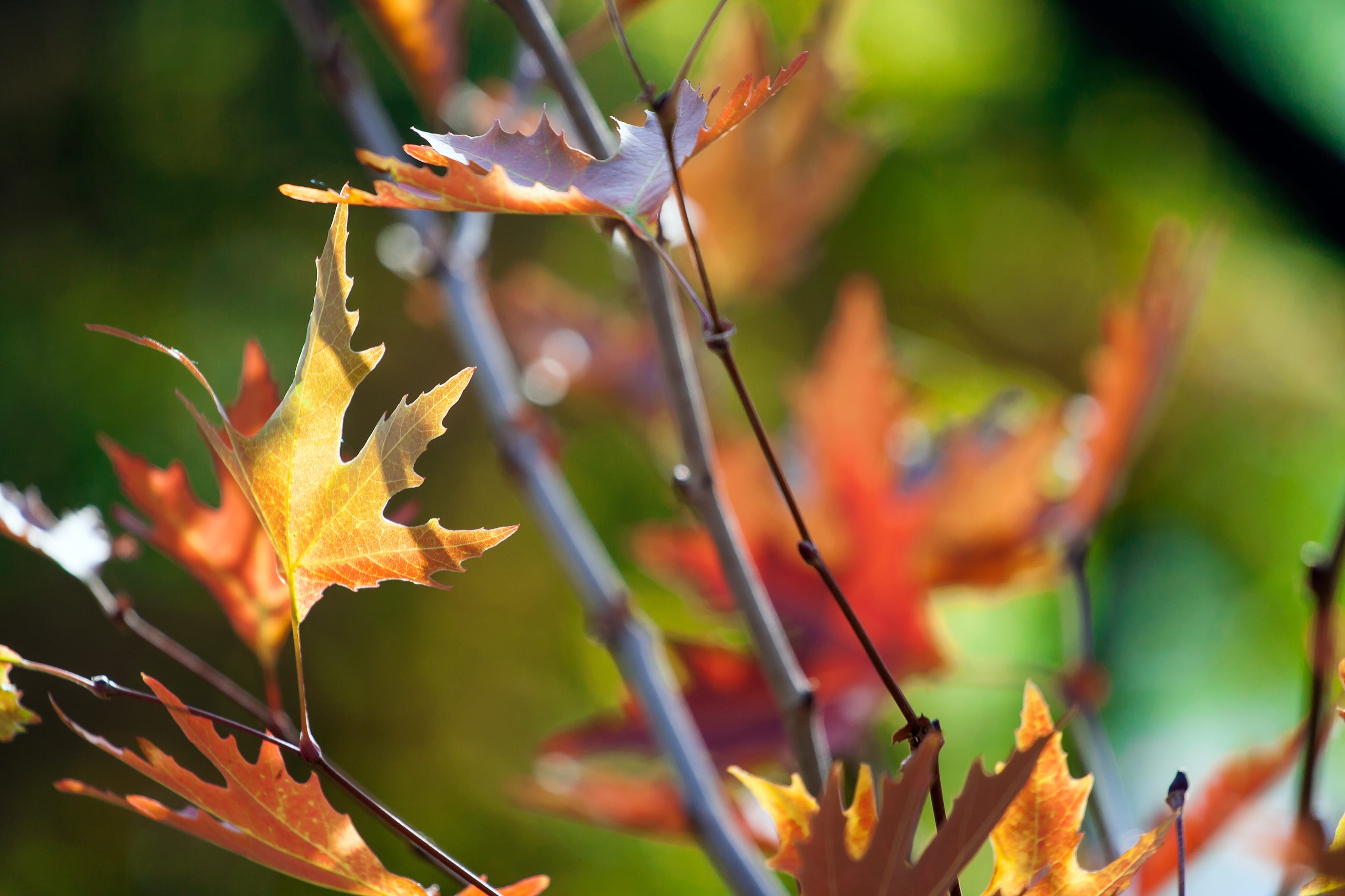 beauty in nature, focus on foreground, close-up, sunlight, green color, season, defocus, orange, bright, day, maple leaf, tree, close, light, leaf, flora, HD Wallpaper