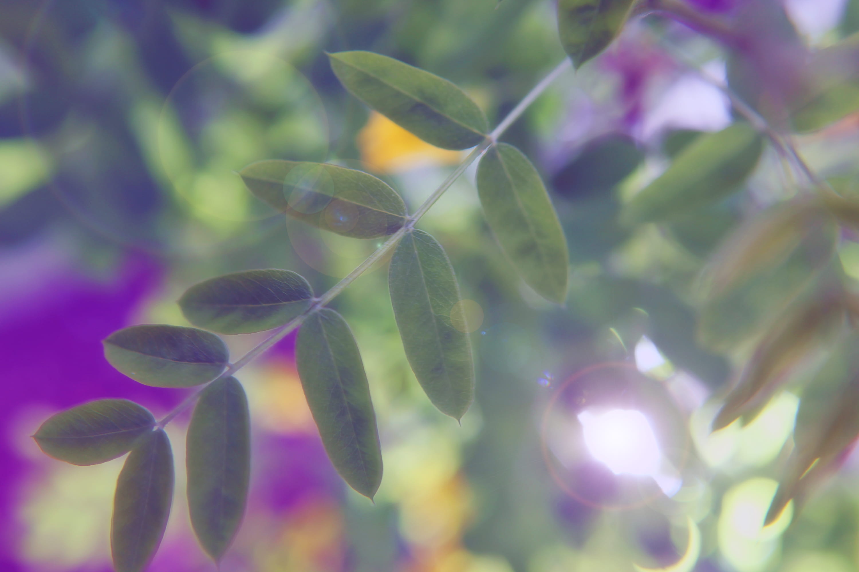 outdoors, freshness, purple, nature, flower, day, focus, soft, summer, light, plant part, blur, floral, spring, closeup, 2K, sunlight, growth, pink, background, HD Wallpaper