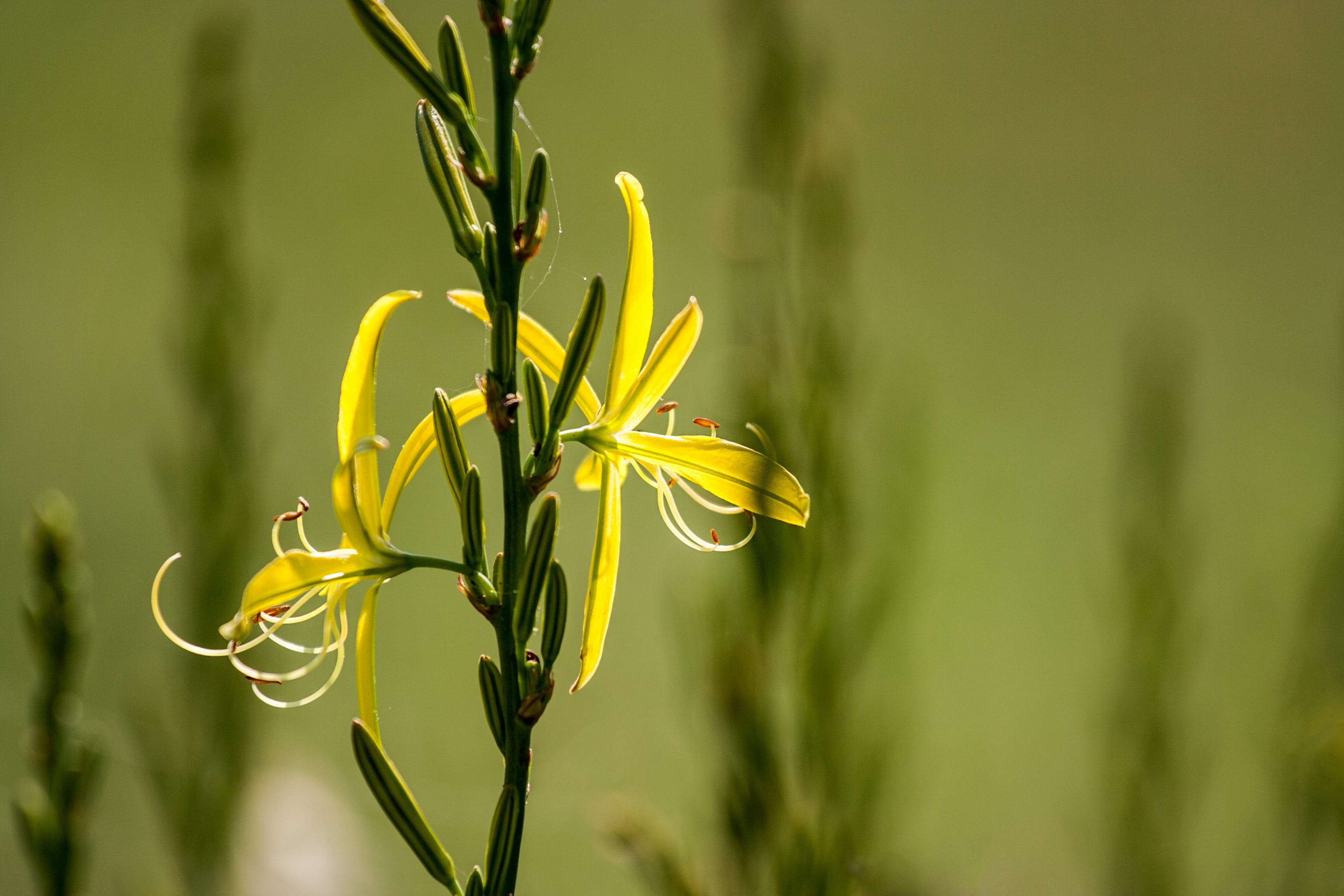 architecture, flower, petals, 2K, close-up, field, green color, macro, nature, bloom, vulnerability, growth, color, focus on foreground, tranquility, yellow, HD Wallpaper