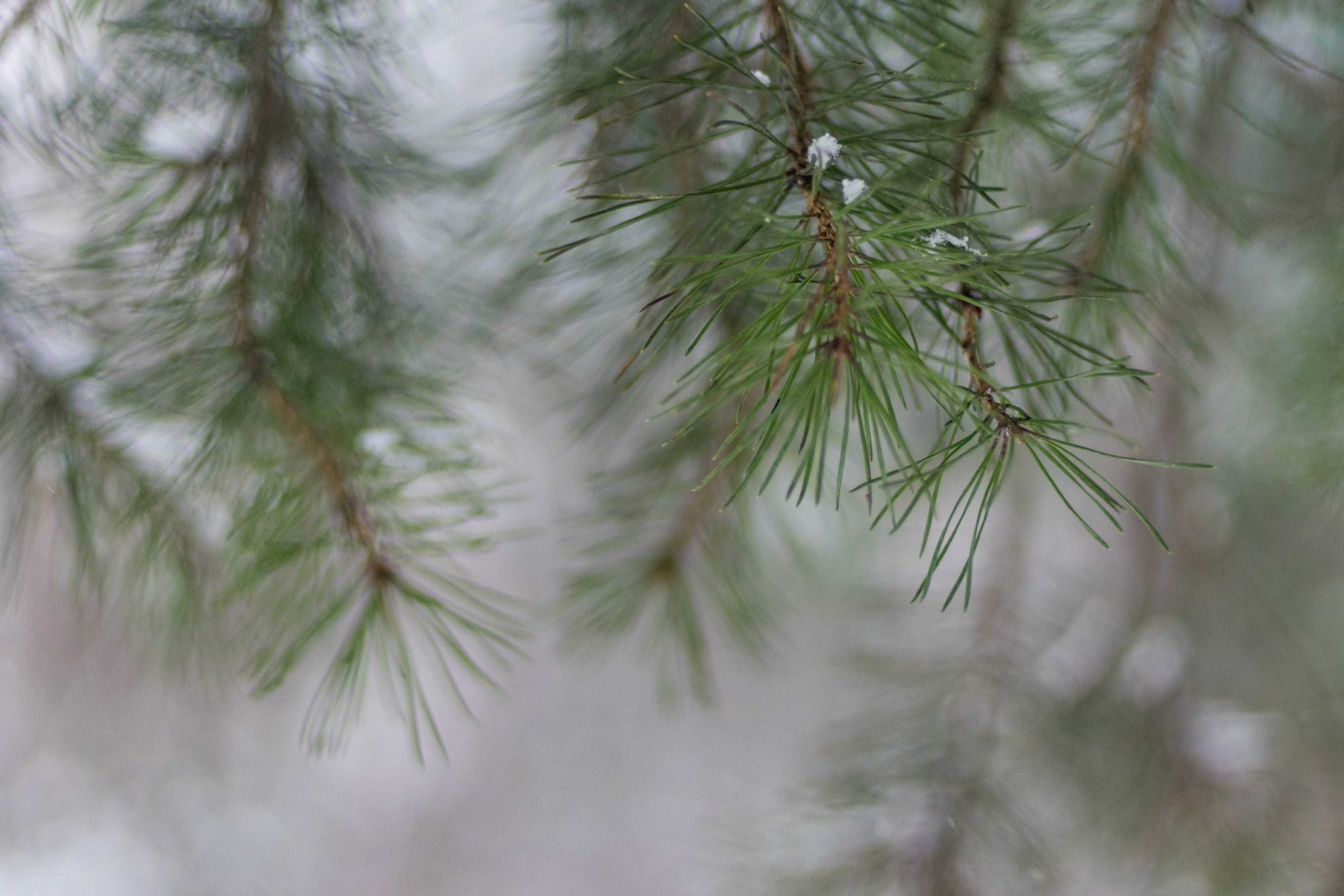 fir tree, tranquility, needle - plant part, focus on foreground, coniferous tree, needles, plant, beauty in nature, green color, outdoors, 4K, selective focus, HD Wallpaper