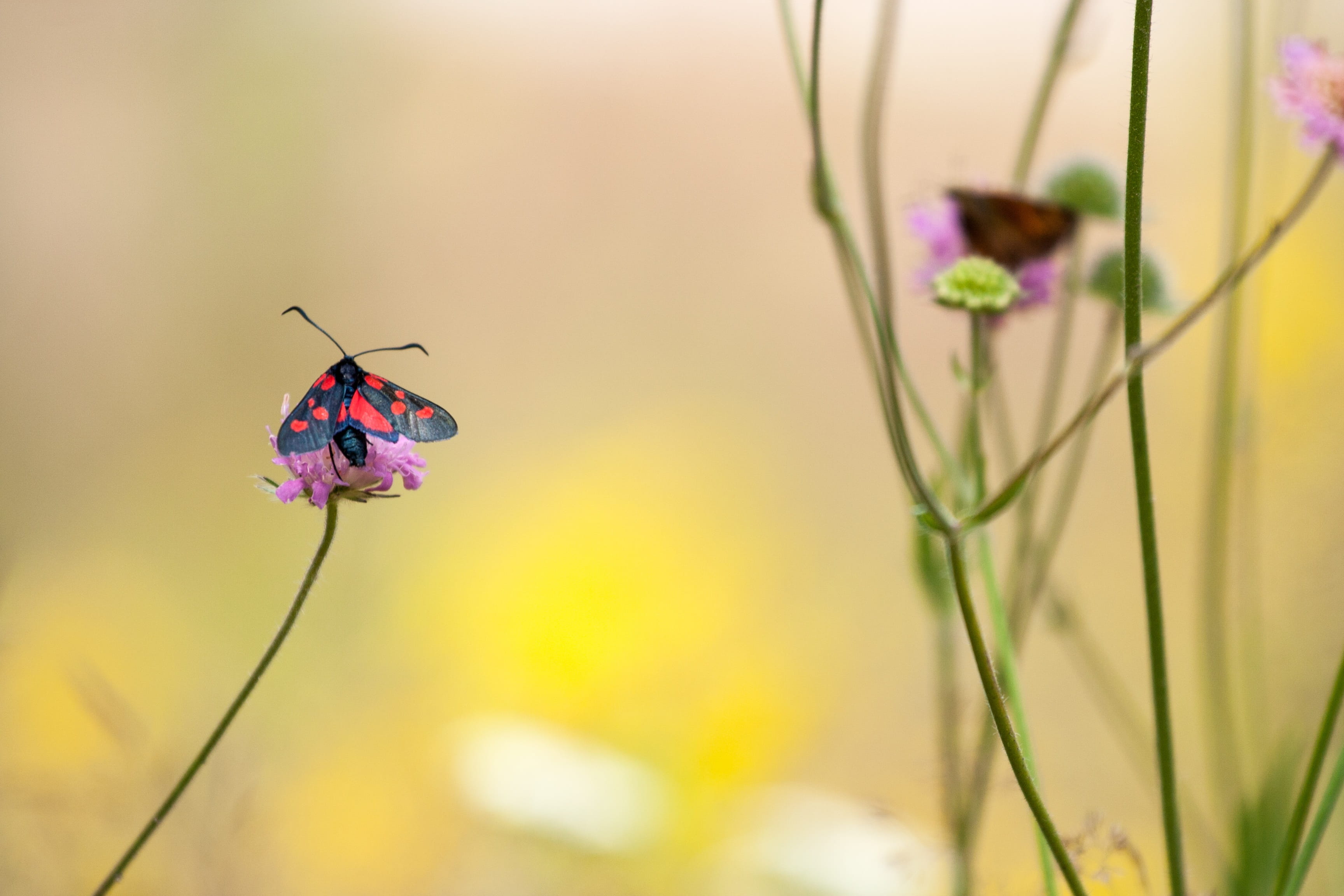 grass, tranquility, flowering plant, yellow, summer, 2K, petal, bloom, animals in the wild, butterfly, no people, color, springtime, focus on foreground, HD Wallpaper