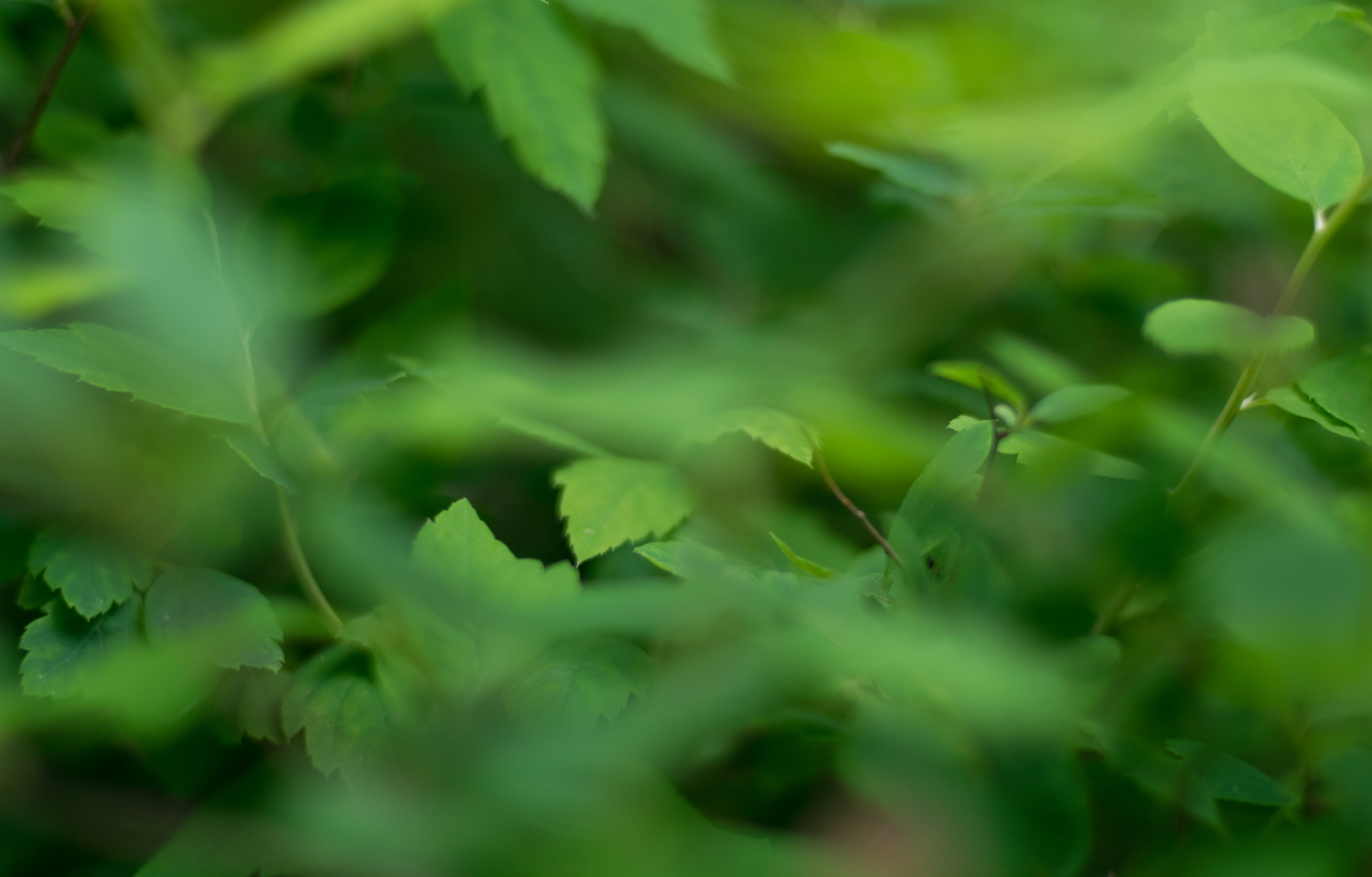 nature, botany, tree leaf, full frame, 4K, leaves, green color, defocus, growth, plant, plant part, land, tuczkowo, green, beauty in nature, day, backgrounds, HD Wallpaper