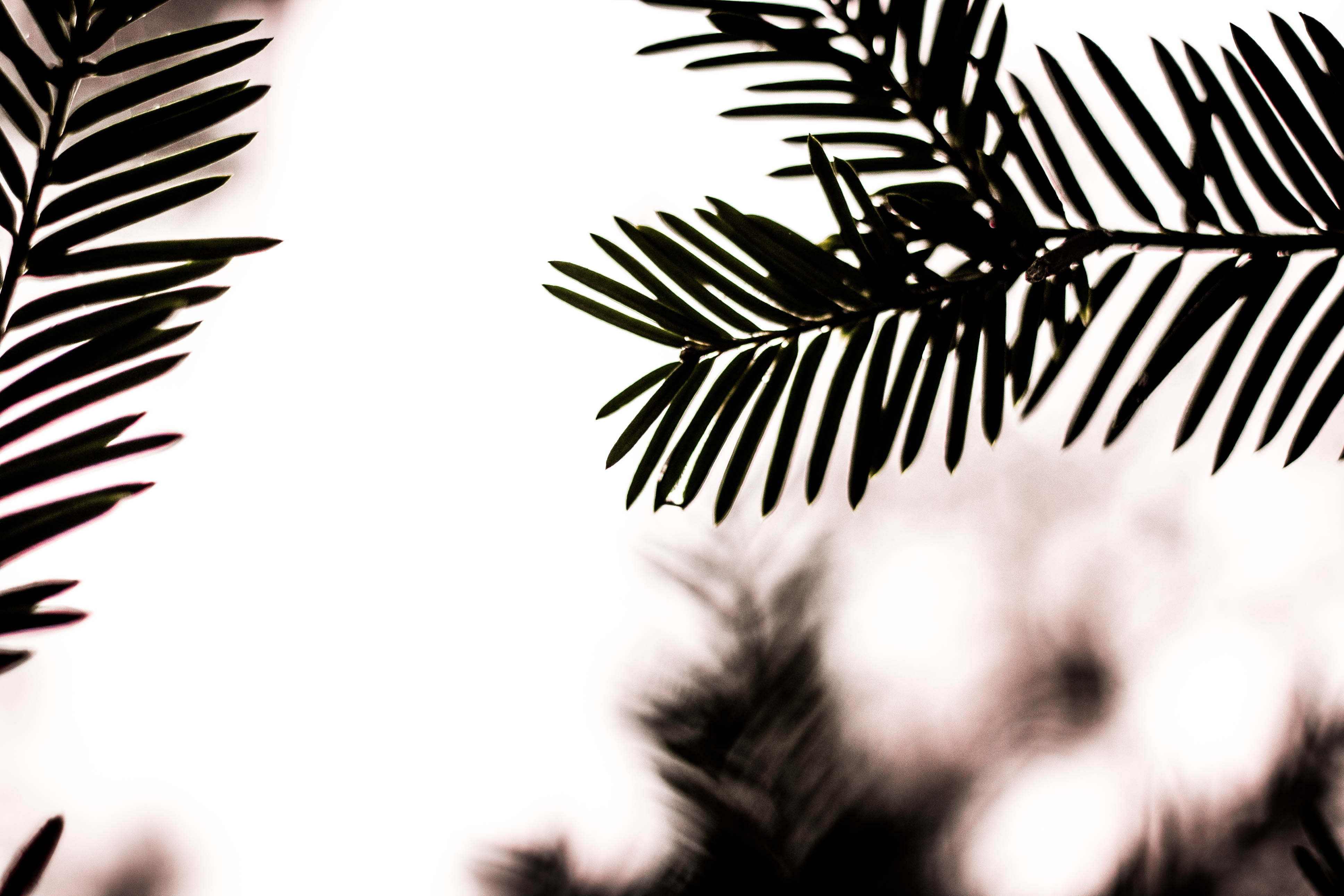 no people, bokeh, branch, sky, day, frond, fir, nature, close-up, tranquility, stem, tree, stalk, blur, defocus, leafe, minimalistic, green, botany, palm leaf, HD Wallpaper