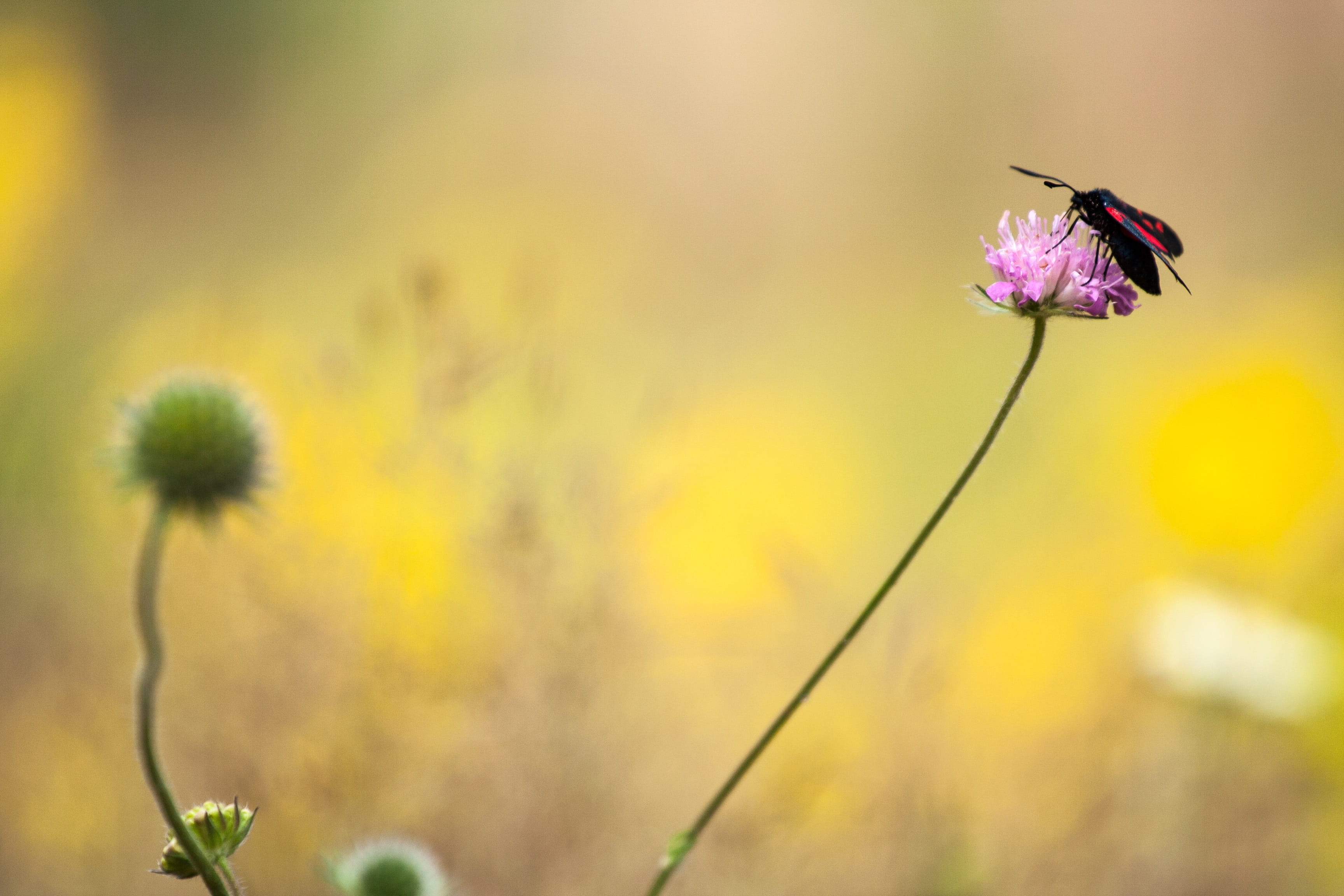 2K, focus on foreground, zygaena filipendulae, bloom, flower head, plant, beauty in nature, petal, petals, no people, flora, grass, butterfly - insect, HD Wallpaper