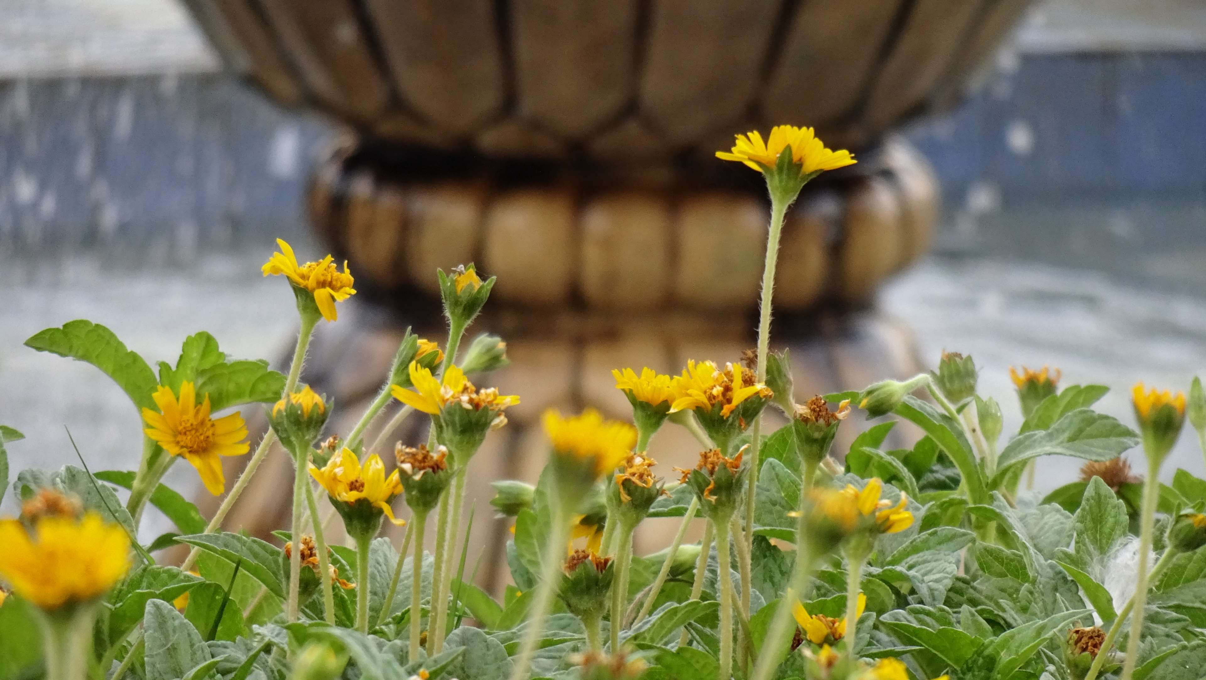 photography, vulnerability, beauty in nature, yellow, petal, flowering plant, beauty, close-up, 4K, inflorescence, fountain, flower head, freshness, natural, HD Wallpaper