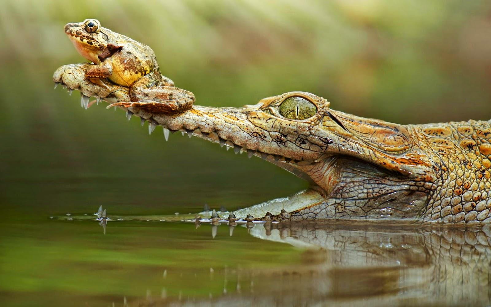 720P, crocodile, funny, snout, frog, HD Wallpaper