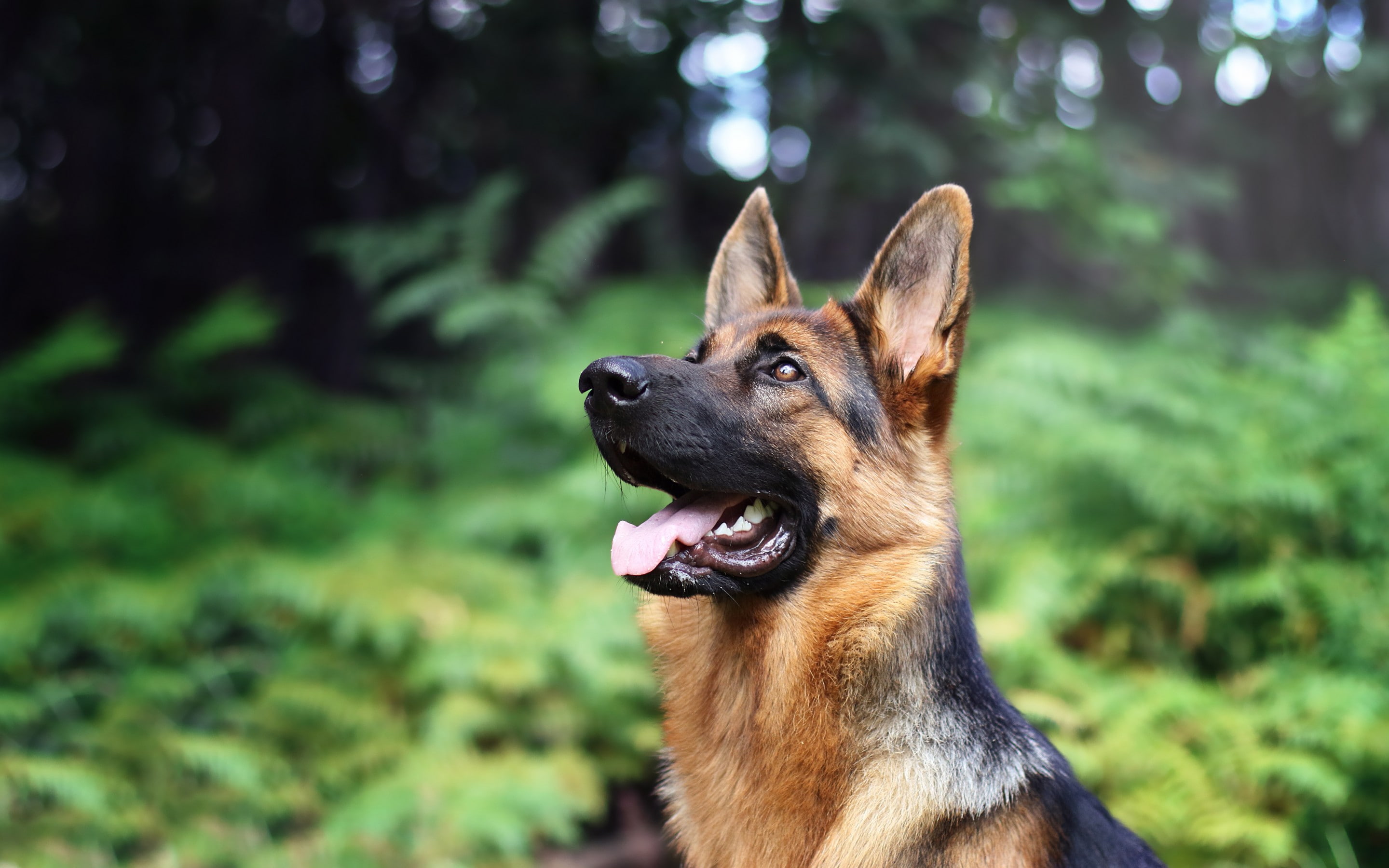 2K, dog, Sheepdog, side, snout, HD Wallpaper