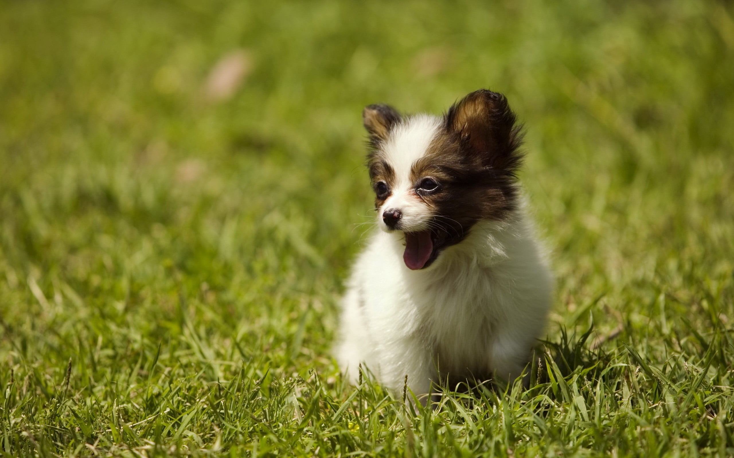 sitting, selective focus, animal, pets, dog, close-up, domestic, small, grass, land, green color, purebred Dog, happiness, long Haired Chihuahua, fluffy, HD Wallpaper