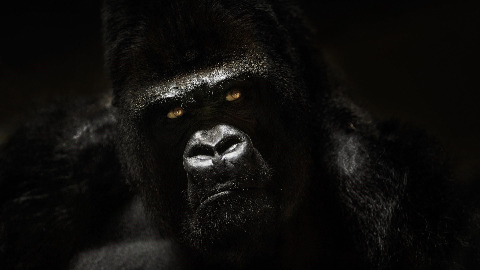 dark, one animal, animals in captivity, portrait, black and white, gorilla, black, close-up, looking at camera, animal body part, ape, people, snout, animal wildlife, HD Wallpaper