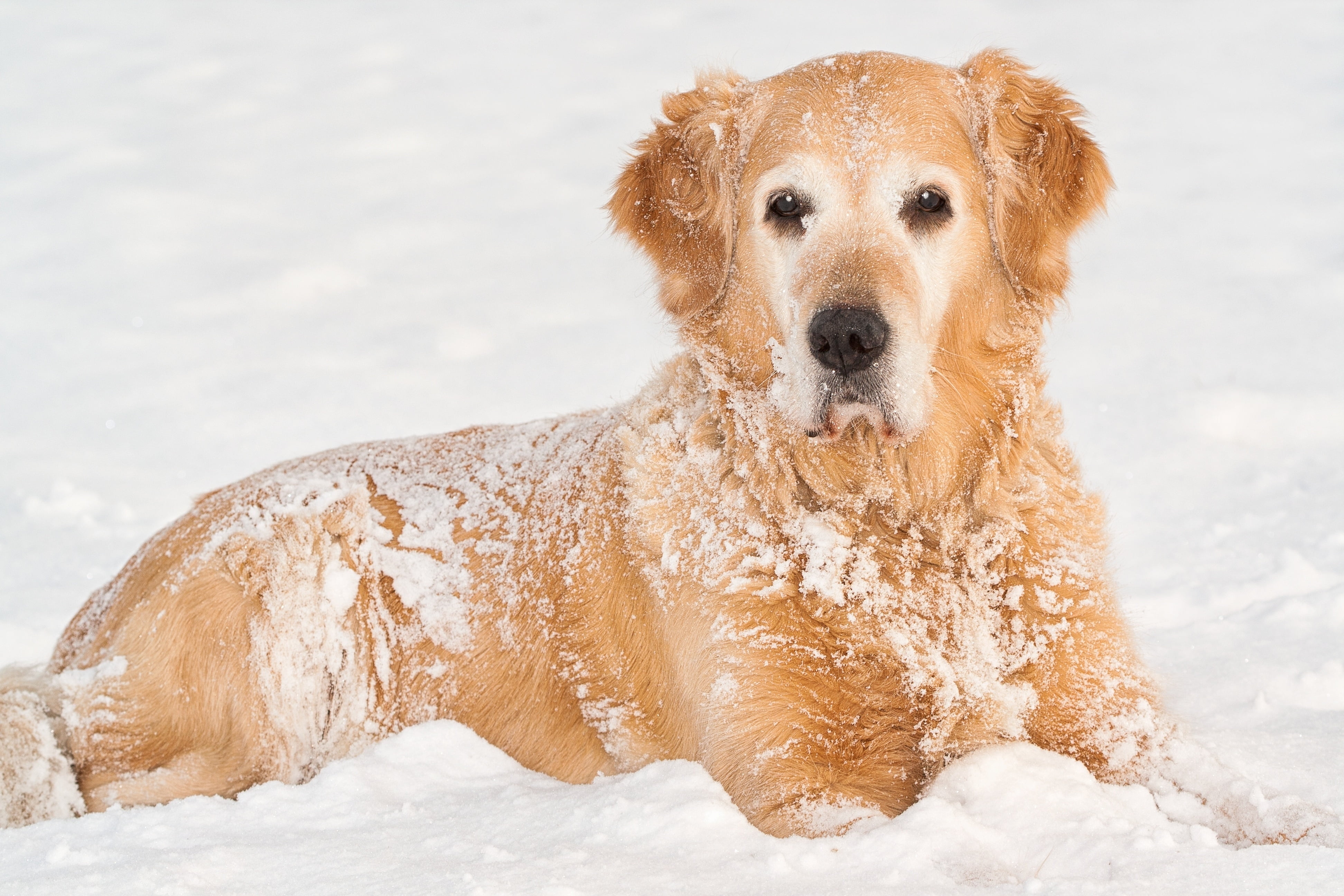 friendship, snout, purebred Dog, land, domestic Animals, fur, portrait, looking, cold - Temperature, puppy, canine, domestic, one Animal, cute, dog, adult, HD Wallpaper