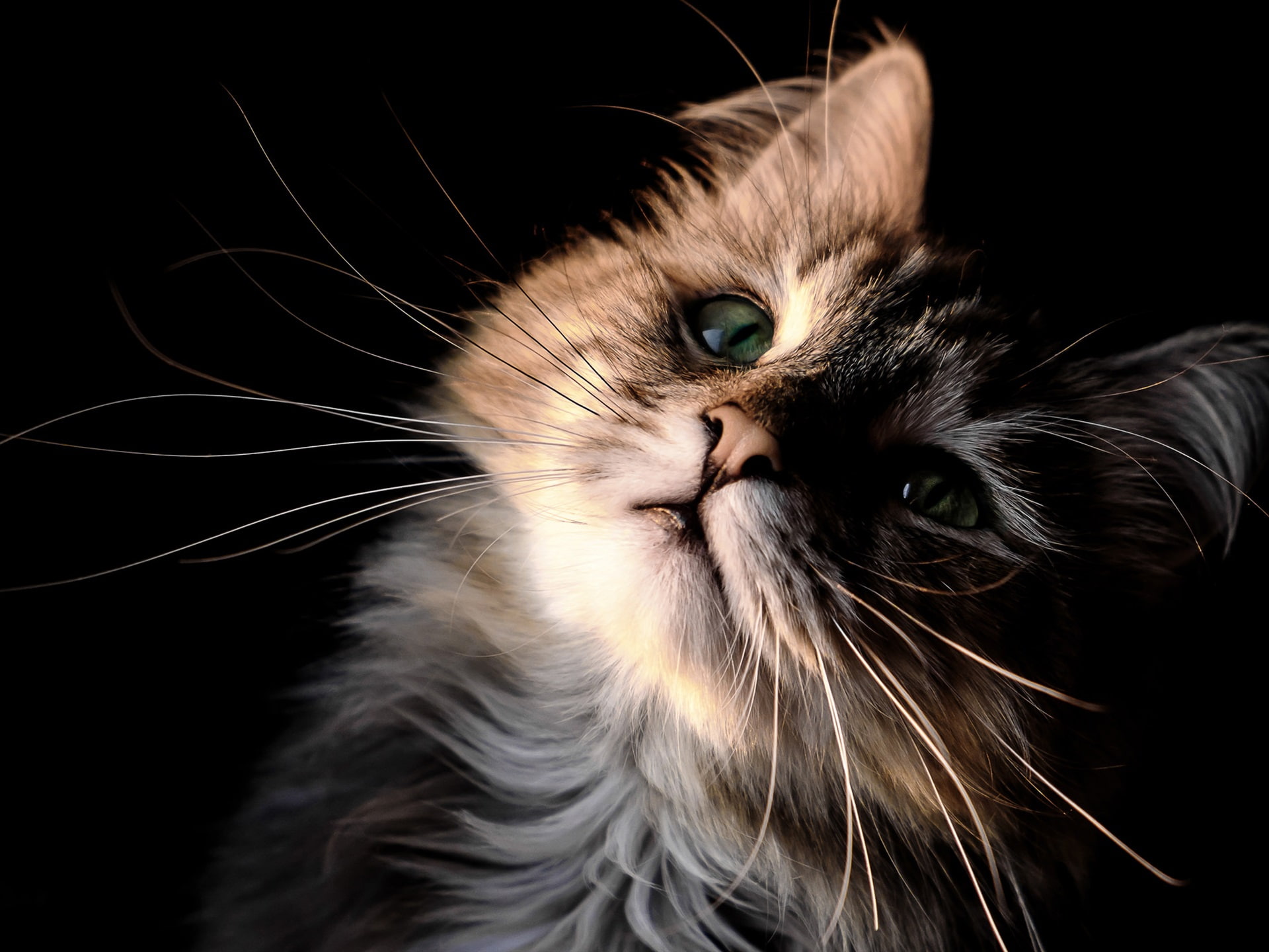 Look, Up, 1080P, Snout, Eyes, Mustache, Furry, Cute, Kitten, HD Wallpaper