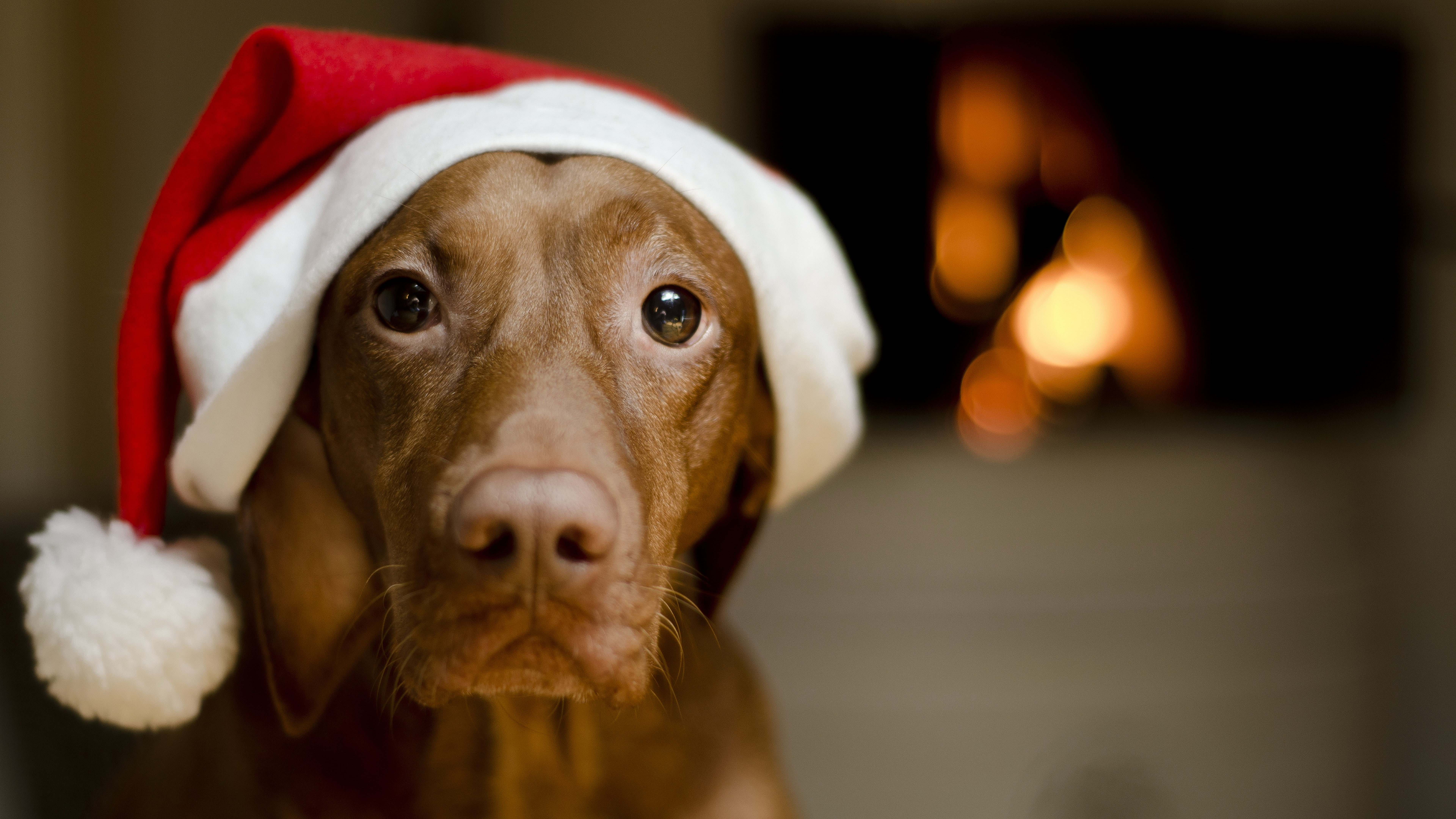 mammal, animal head, domestic, holiday - event, one animal, animal, domestic animals, celebration, no people, pet clothing, clothing, focus on foreground, HD Wallpaper