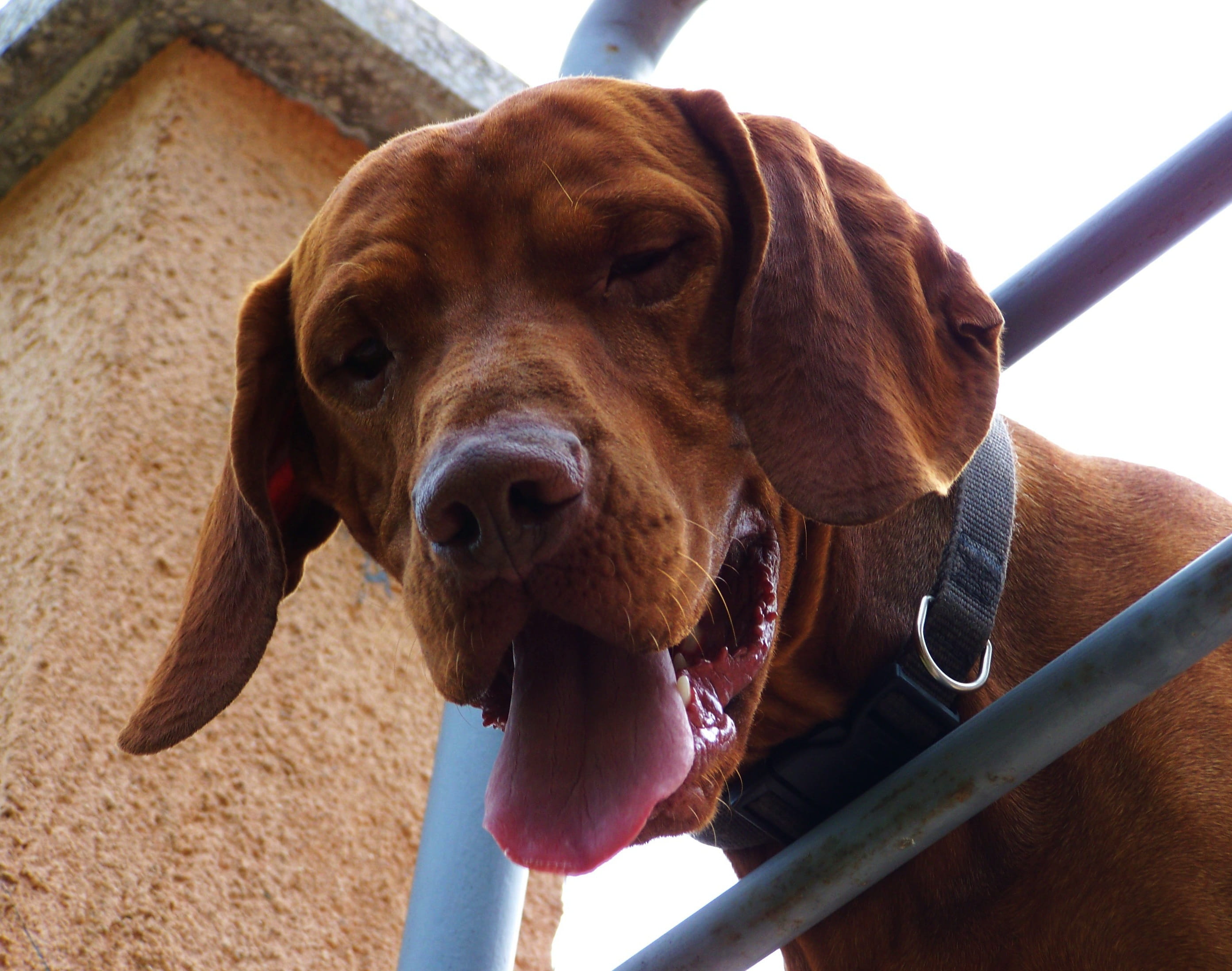domestic animals, brown dog, animal nose, animal mouth, pets, animal body part, snout, mammal, 2K, focus on foreground, hungarian vizsla, canine, day, HD Wallpaper