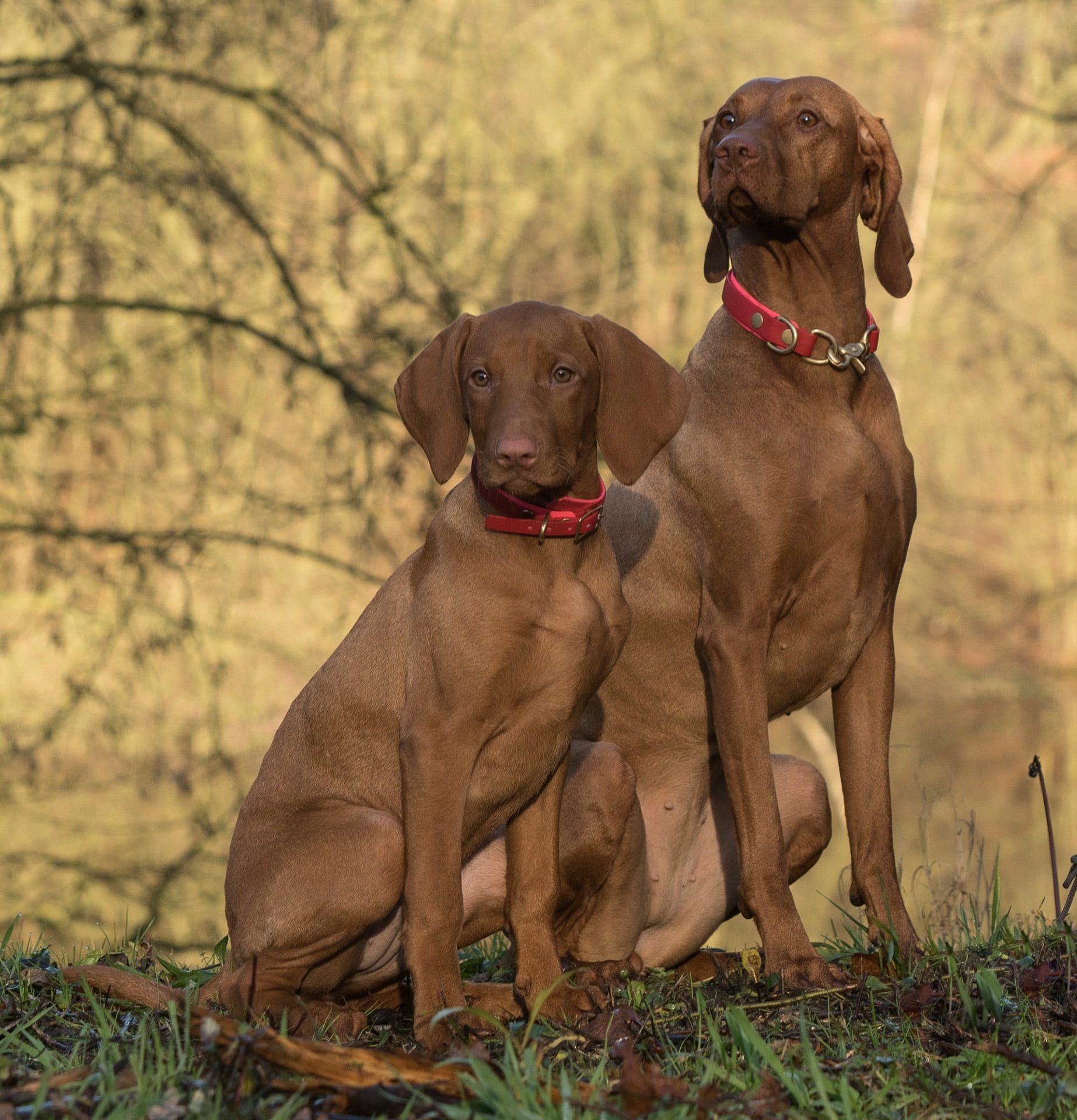 vertebrate, animal, focus on foreground, weimaraner, outdoors, canine, brown, field, sitting, one animal, pets, nature, no people, domestic, animal themes, Phone HD Wallpaper