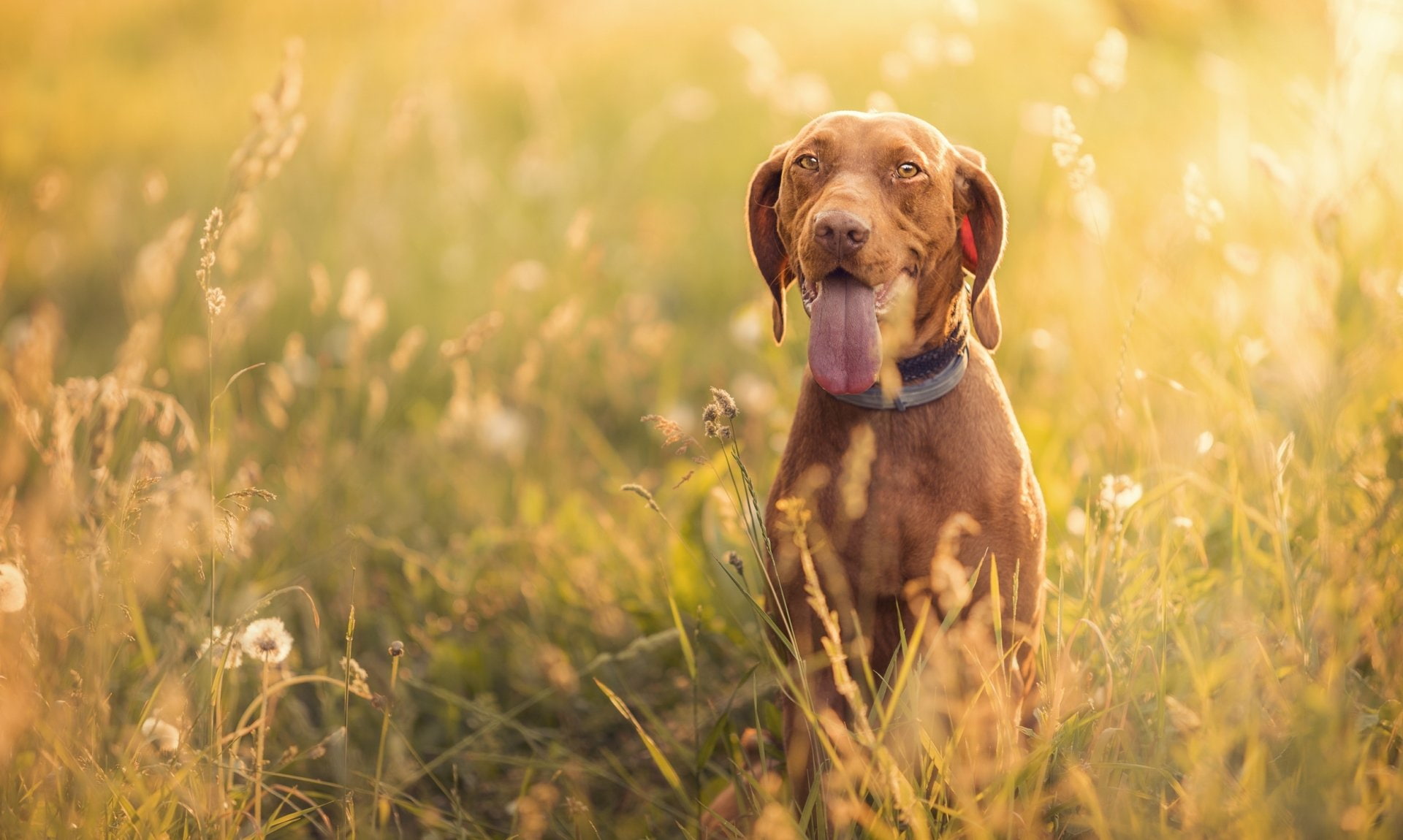 Dog, Pet, 1080P, Vizsla, Dogs, Sunny, HD Wallpaper