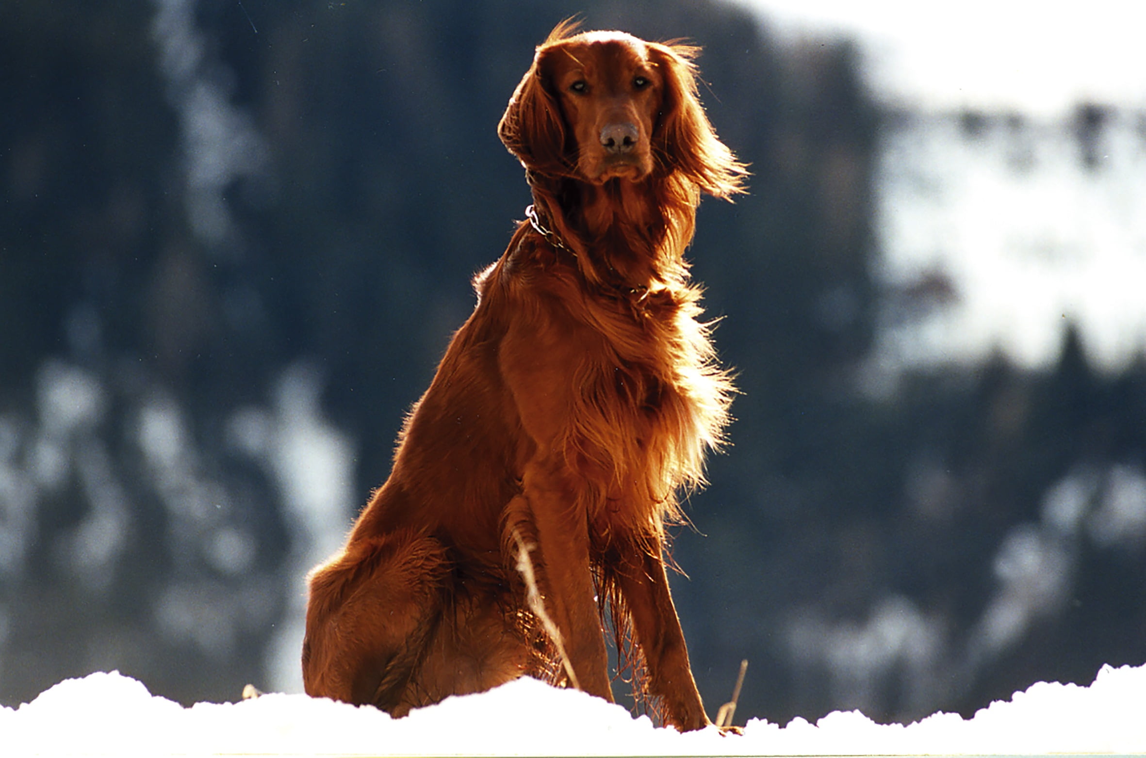 focus on foreground, domestic Animals, irish Setter, mammal, cold temperature, portrait, human Face, fur, coated, day, snow, close-up, setter - Dog, no people, HD Wallpaper
