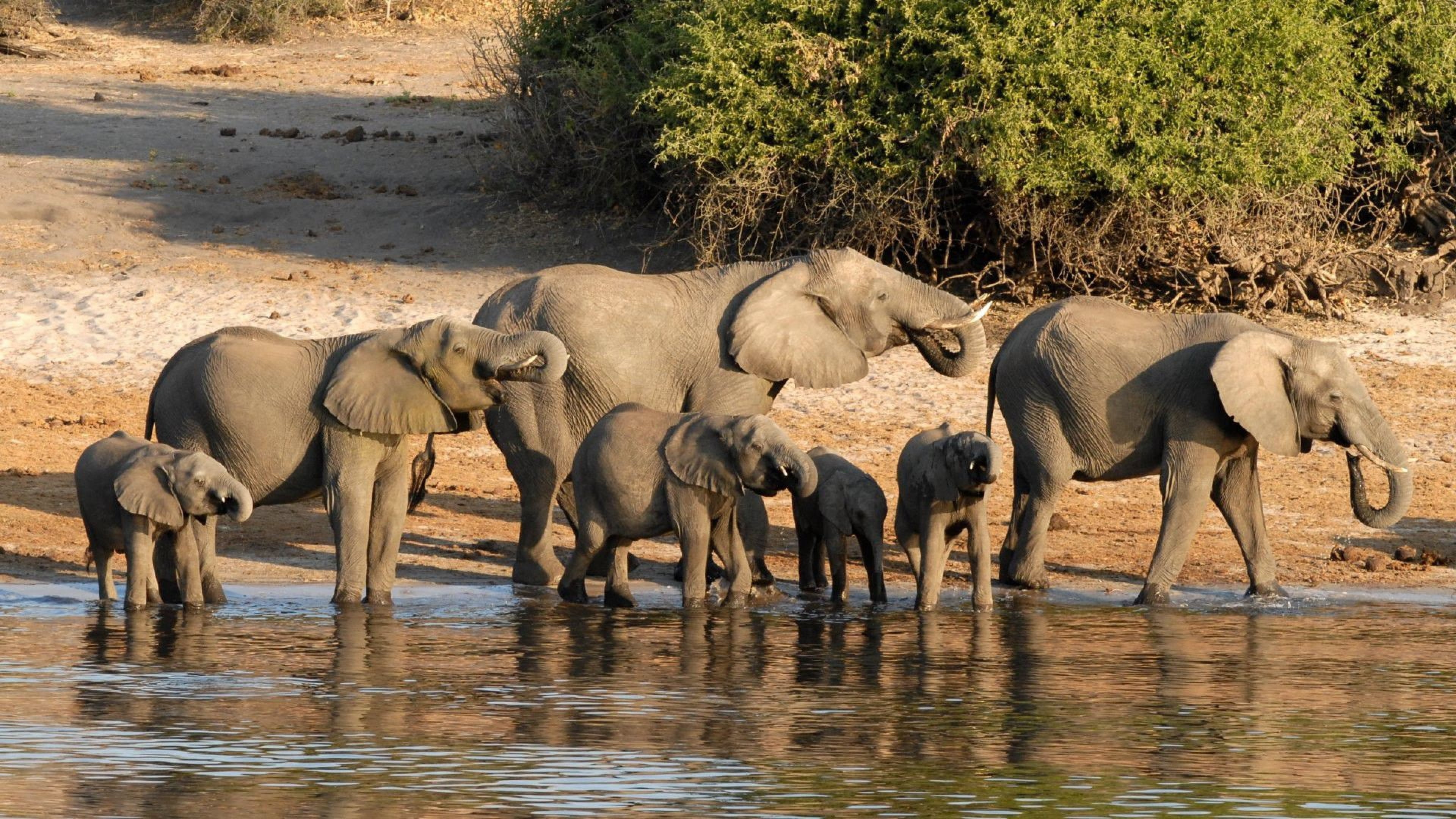 young animal, animal wildlife, safari, animal themes, outdoors, Family, Animal, drinking, Elephant, vertebrate, nature, herbivorous, mammal, african elephant, HD Wallpaper