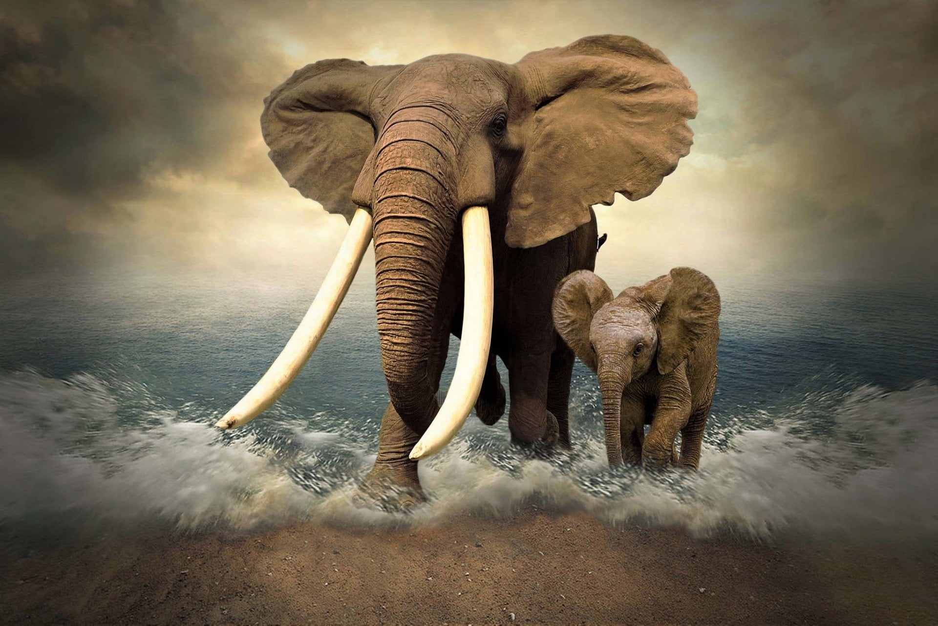 nature, cloud - sky, no people, Manipulation, mammal, Elephant, Ocean, Baby Animal, digital composite, one animal, Sea, Photoshop, water, animals in the wild, HD Wallpaper