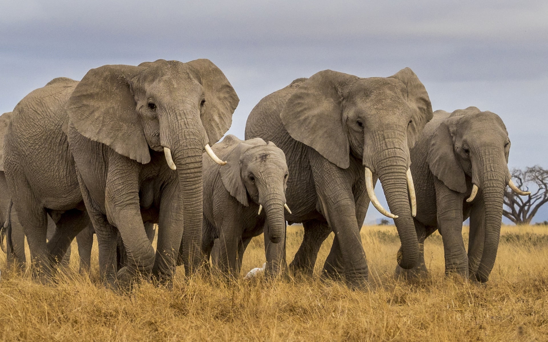 Elephant, Wildlife, 1080P, Animal, Baby Animal, HD Wallpaper