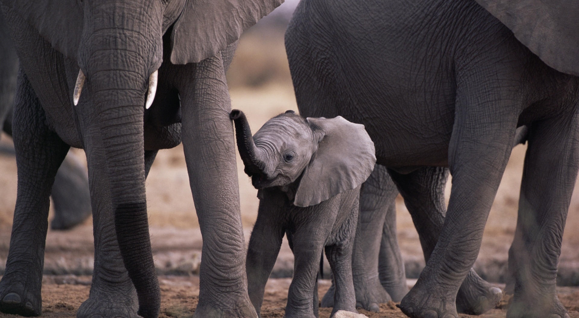 day, no people, Cute, animal trunk, animal body part, animal, Animals, young animal, elephant calf, animal themes, african elephant, mammal, Elephant, Baby, HD Wallpaper