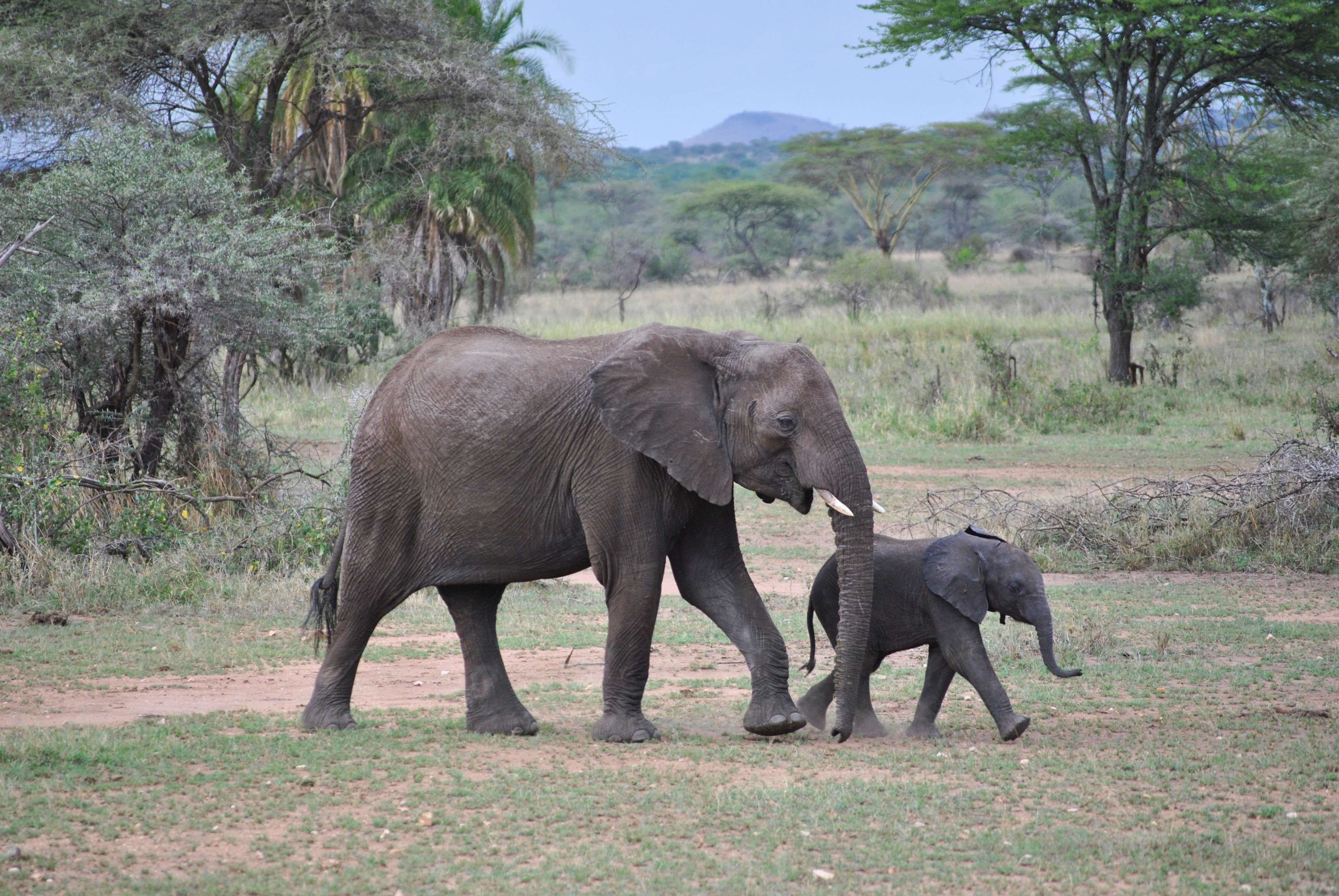 baby, tanzania, nature, african elephant, group of animals, side view, animal trunk, mammal, outdoors, africa, vertebrate, tree, visit, animals, environment, HD Wallpaper