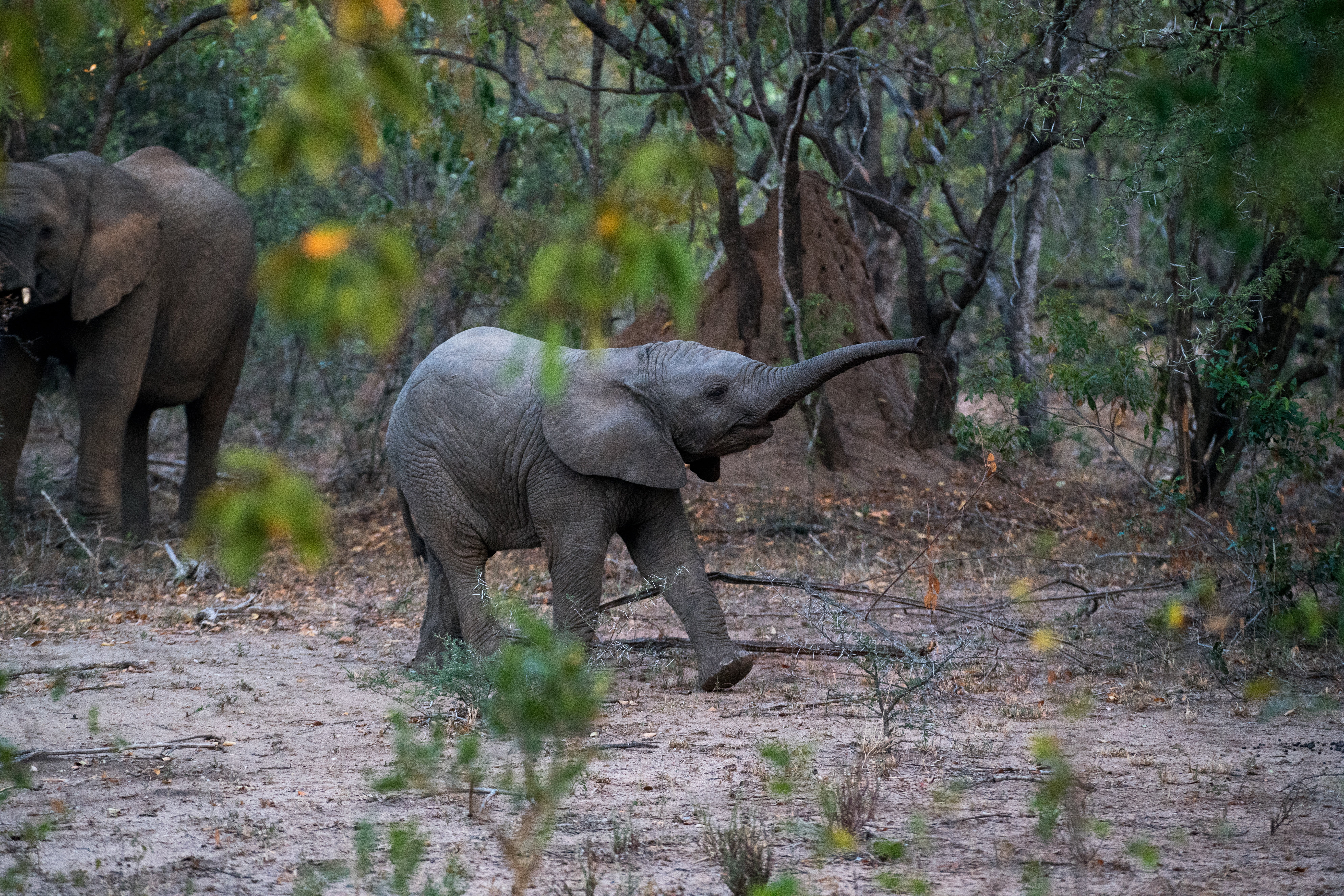 Baby Animal, 8K, Elephant, Animal, HD Wallpaper