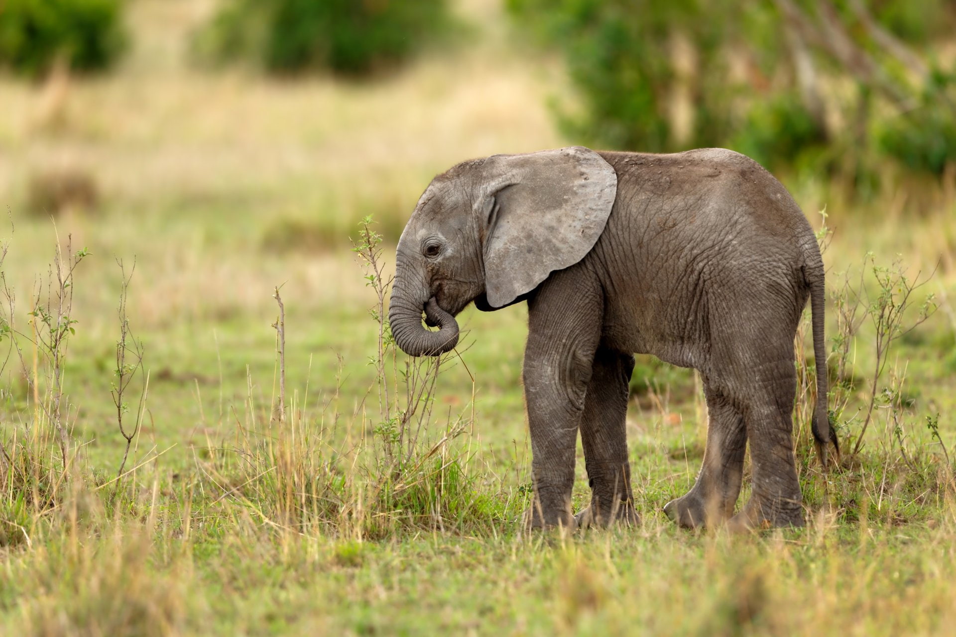 Elephant, Wildlife, Baby Animal, 1080P, Animal, HD Wallpaper