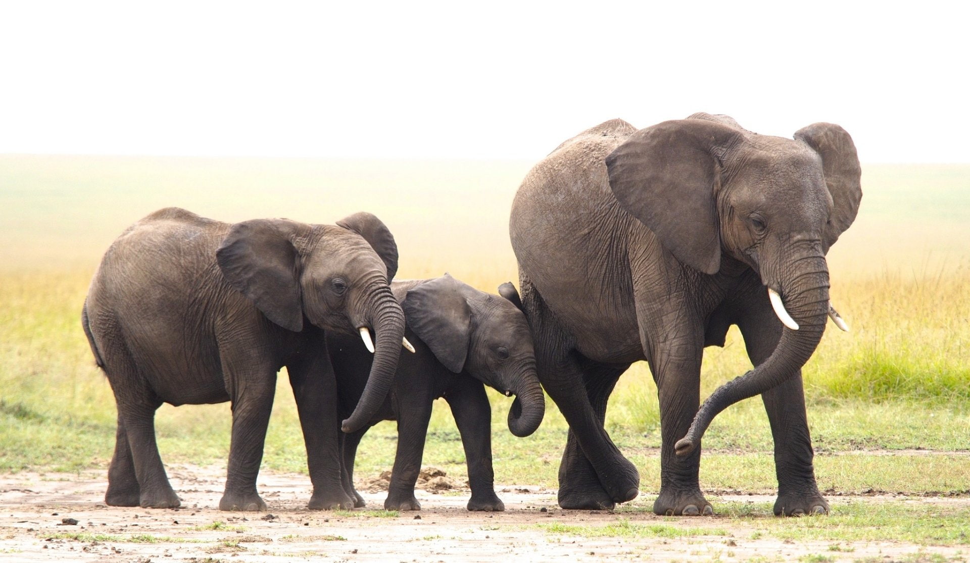 Baby Animal, Animal, Wildlife, 1080P, Elephant, HD Wallpaper