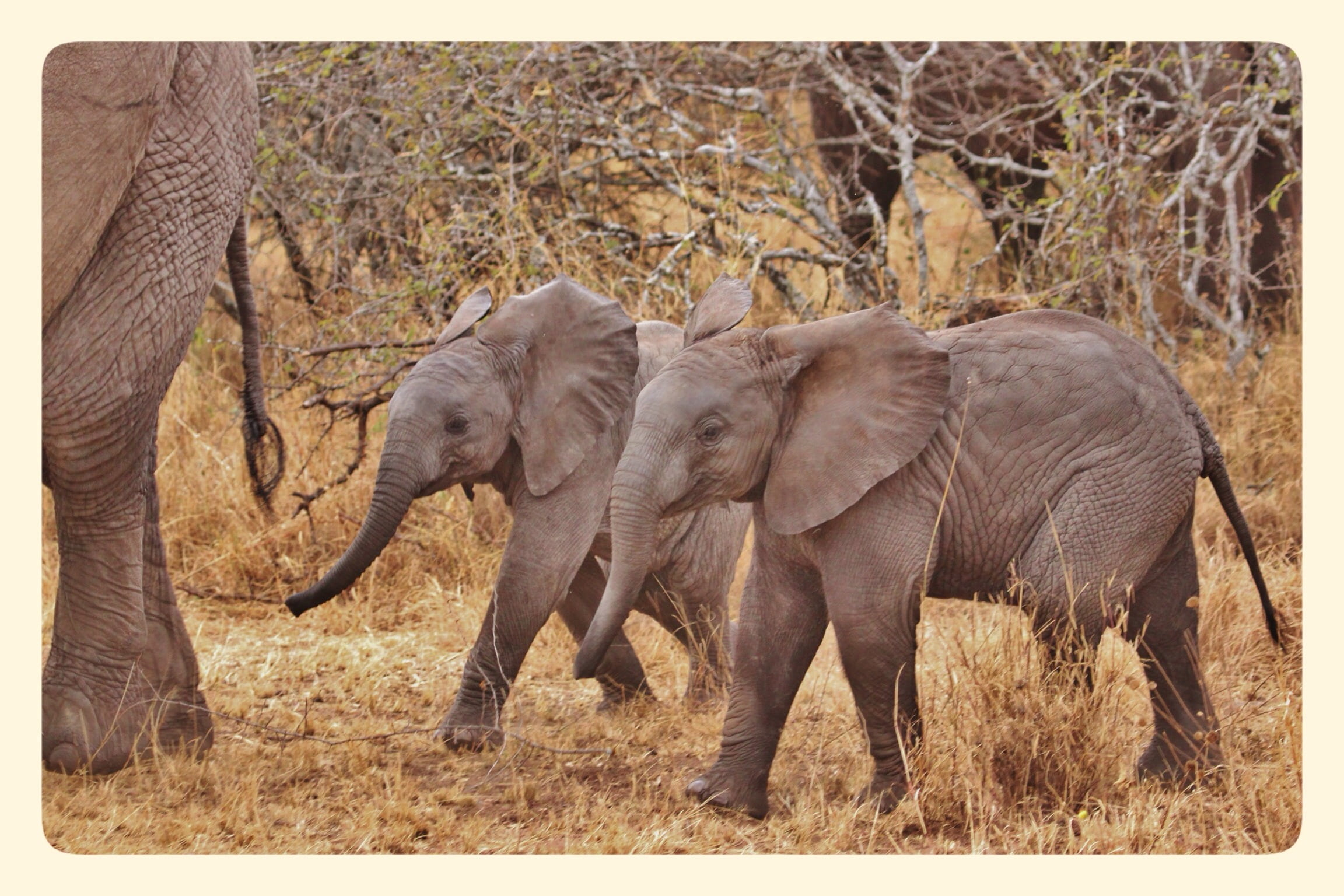 two, wild, land, nature, animal wildlife, no people, animal trunk, day, animals in the wild, plant, elephant, africa, tanzania, elephants, young animal, HD Wallpaper