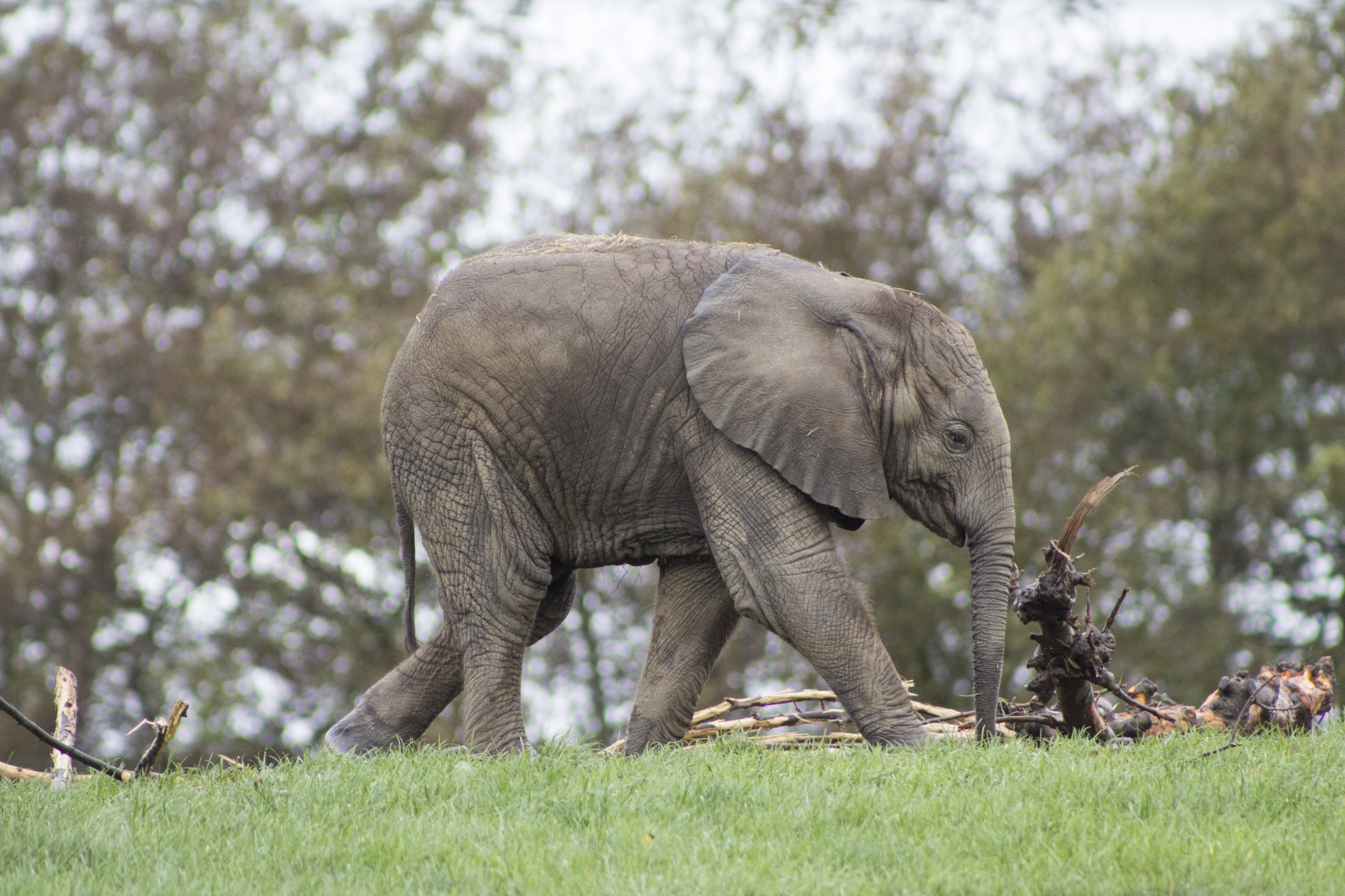 animals In The Wild, grass, african elephant, large, side view, no people, nature, plant, day, land, one animal, safari Animals, wildlife, africa, vertebrate, HD Wallpaper