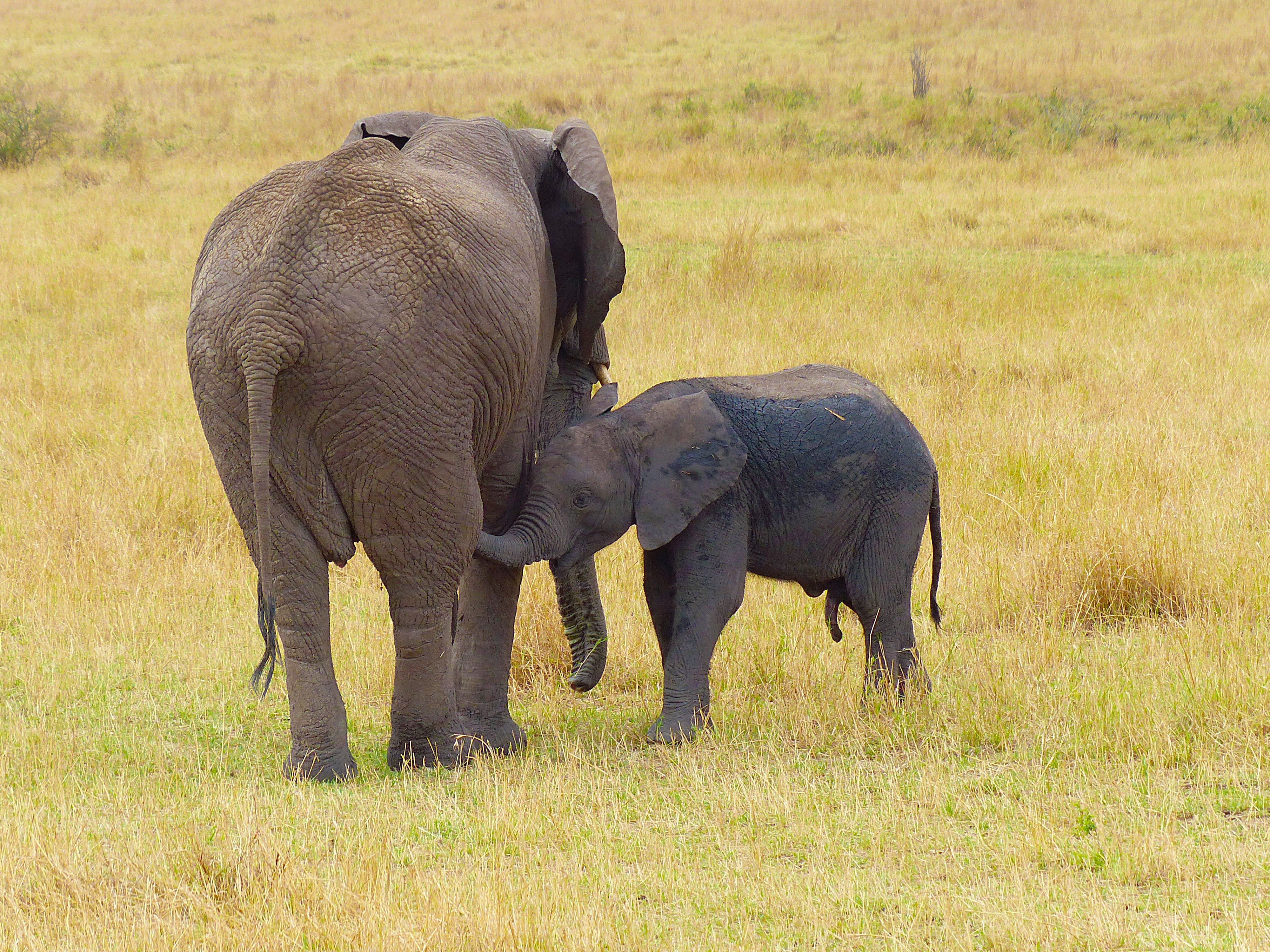 group of animals, grass, kenya, two animals, young animal, safari, animal, day, plant, wildlife, brown, animal trunk, animal wildlife, african elephant, HD Wallpaper