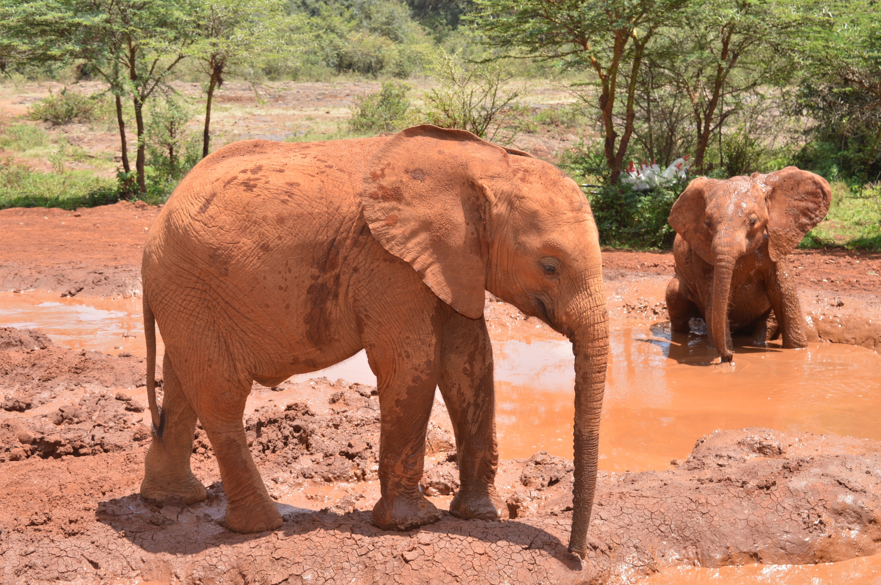 animal wildlife, safari, park, nature, baby, animal themes, wildlife, wild, trunk, 2K, tourism, strong, animals in the wild, young, tree, africa, animal, HD Wallpaper