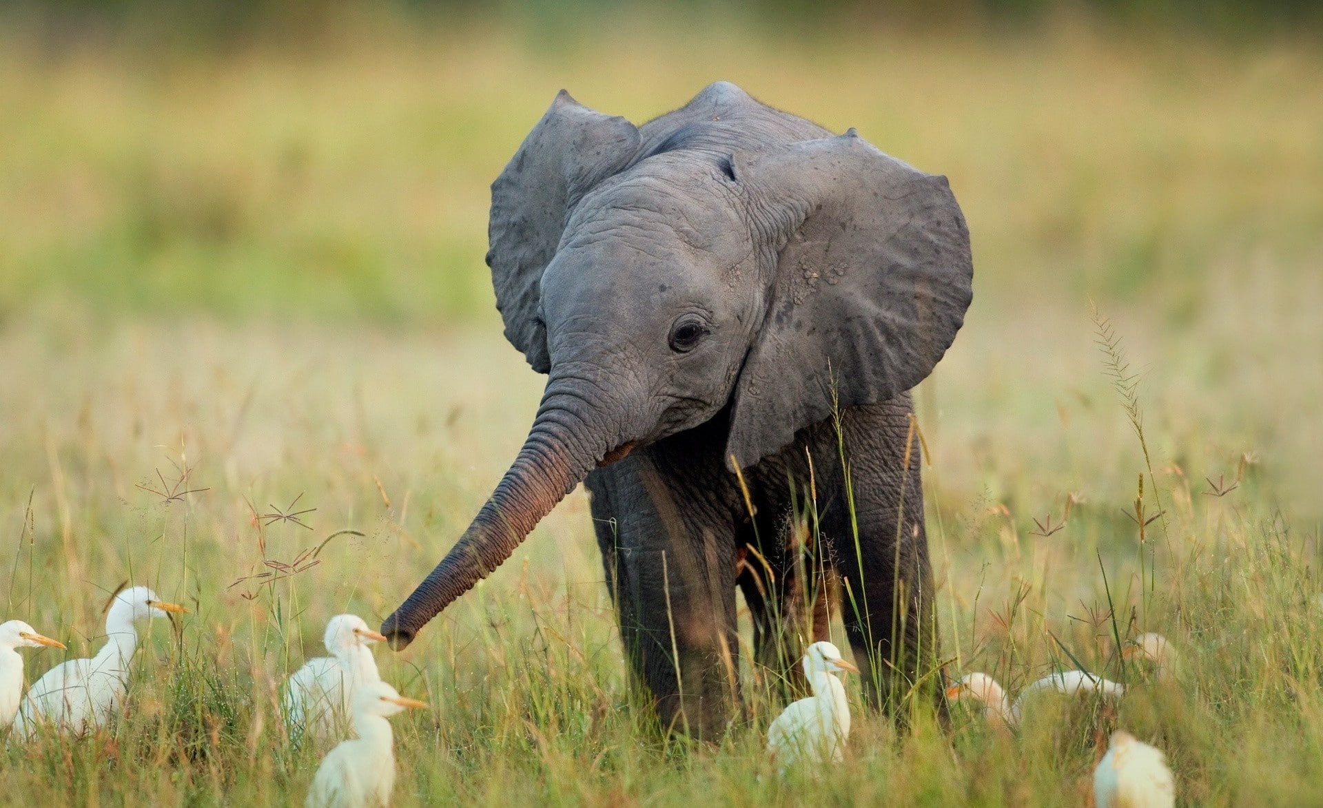 field, vertebrate, african elephant, animal themes, animals in the wild, safari, 1080P, mammal, animal trunk, Elephant, nature, herbivorous, animal body part, HD Wallpaper