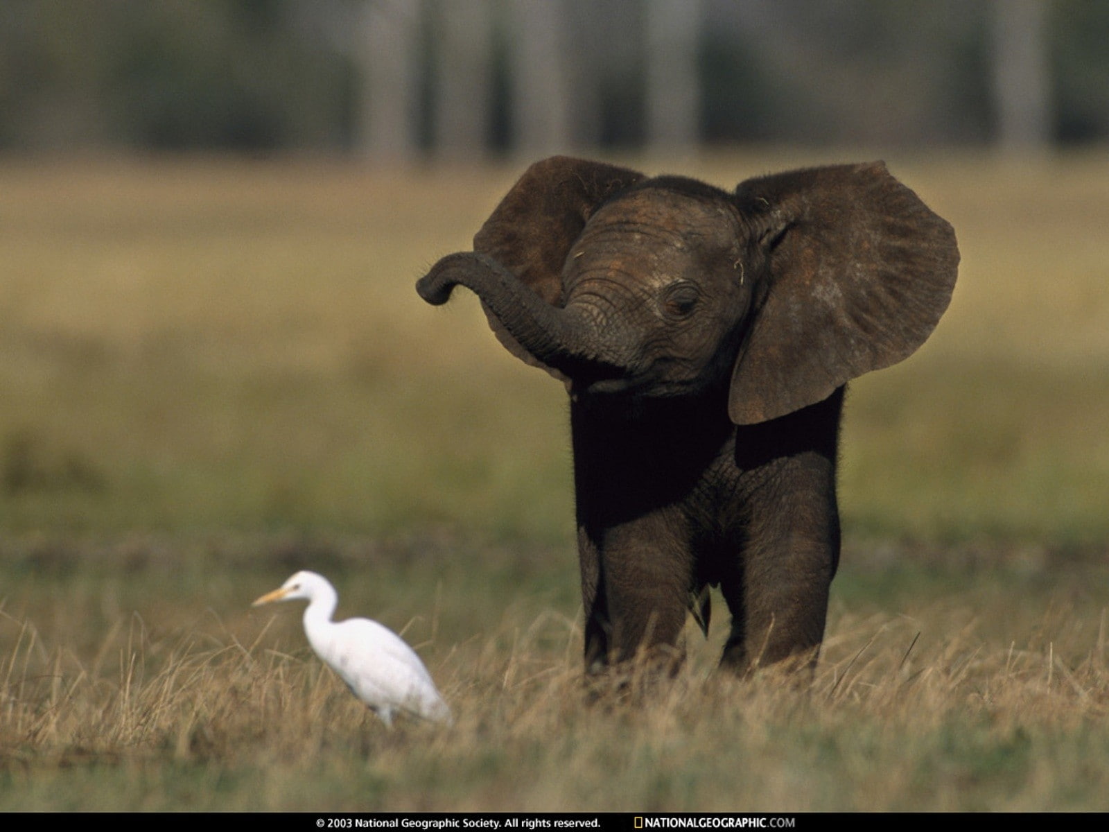 720P, baby elephant, elephant, national, geographic, hd, BIRDS, elephants, baby, national geographic, animals, baby animals, art, HD Wallpaper