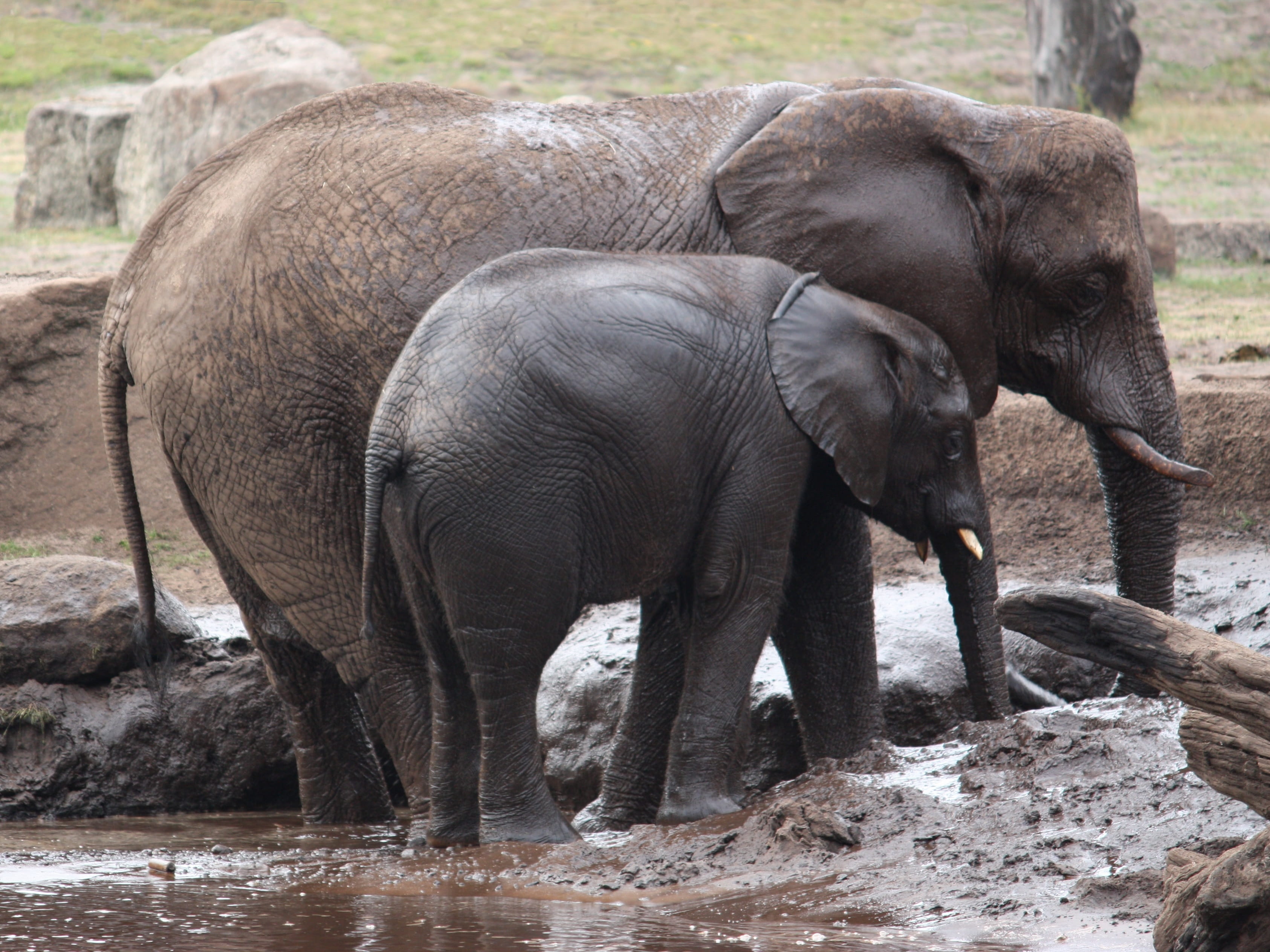 mammal, baby elephant, water, wild animal, day, no people, safari Animals, nature, animal world, animal wildlife, animal themes, Elephant, animals And Pets, HD Wallpaper