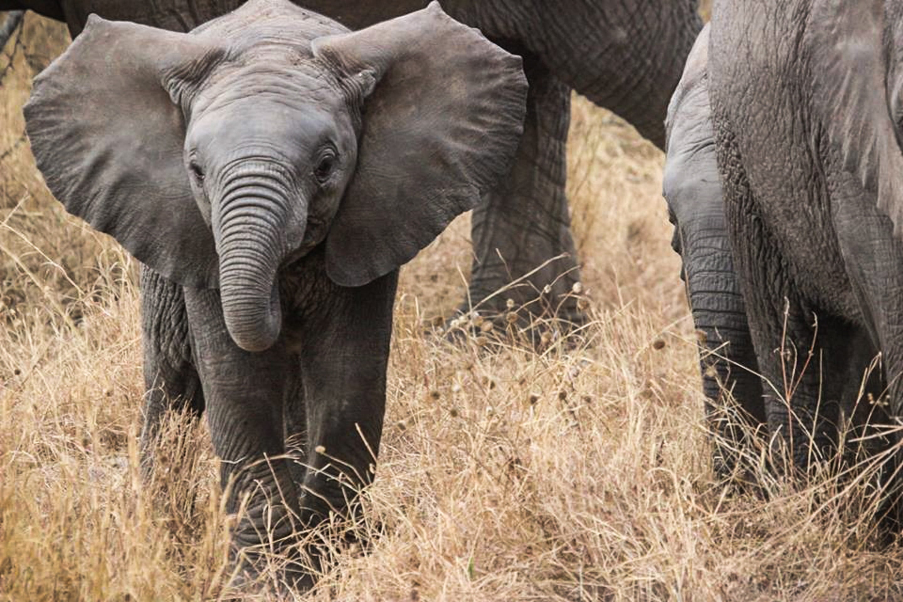 nature serengeti, elephant, two, animal trunk, nature, mammals, herbivorous, serengeti, wildlife, trunk, outdoors, gray, group of animals, 2K, grass, plant, HD Wallpaper