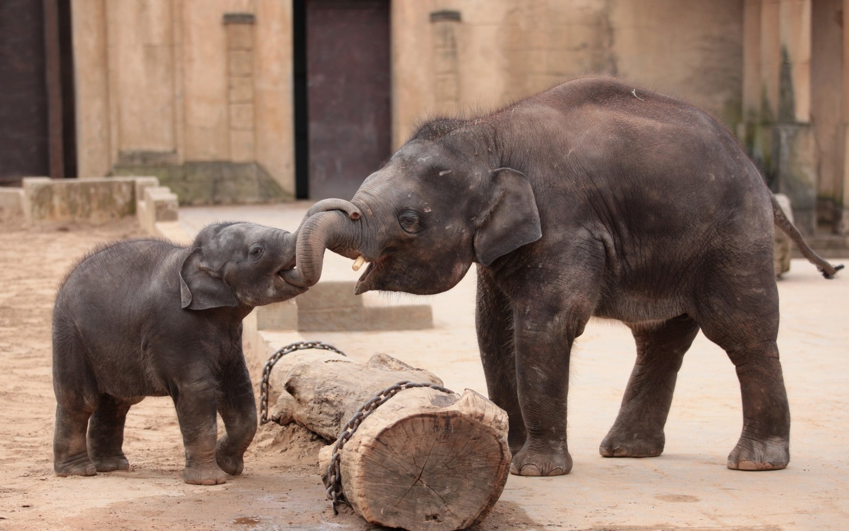 animals in the wild, animal family, animals baby animals elephants, animal wildlife, two animals, wood - material, elephant, zoo, outdoors, architecture, HD Wallpaper
