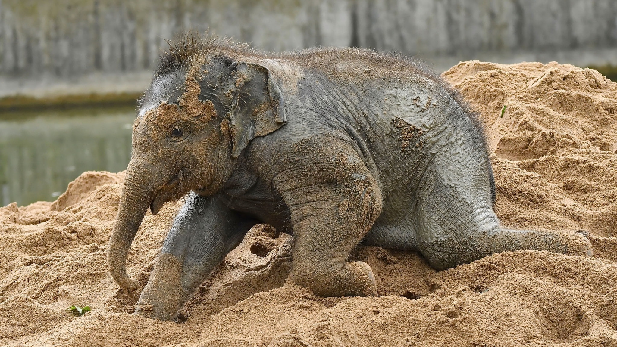 animals, elephant, baby animals, 1080P, HD Wallpaper