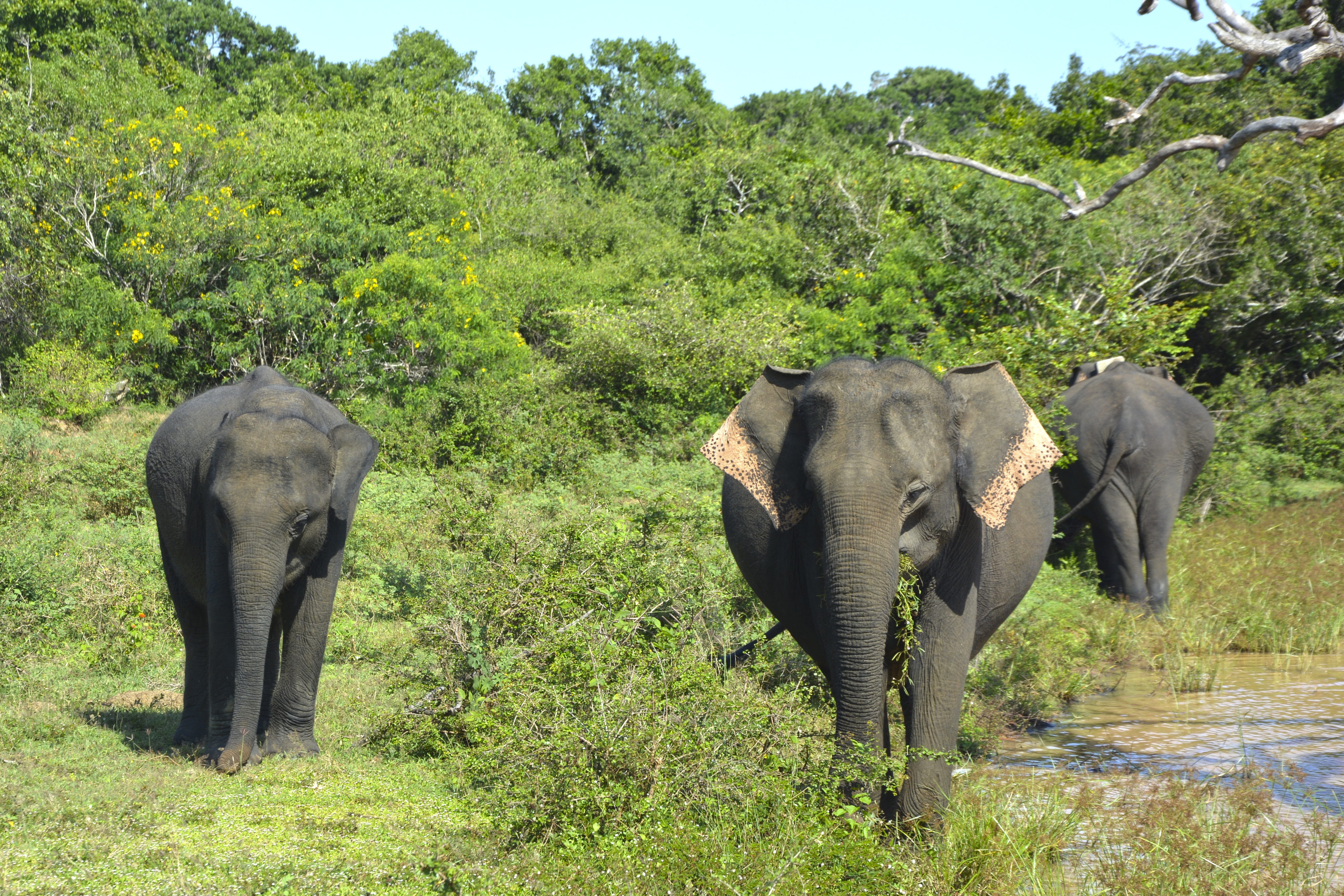 growth, 5K, two animals, group of animals, animal family, day, land, family, safari, nature sri lanka, mammal, animal themes, vertebrate, travel, outdoors, HD Wallpaper
