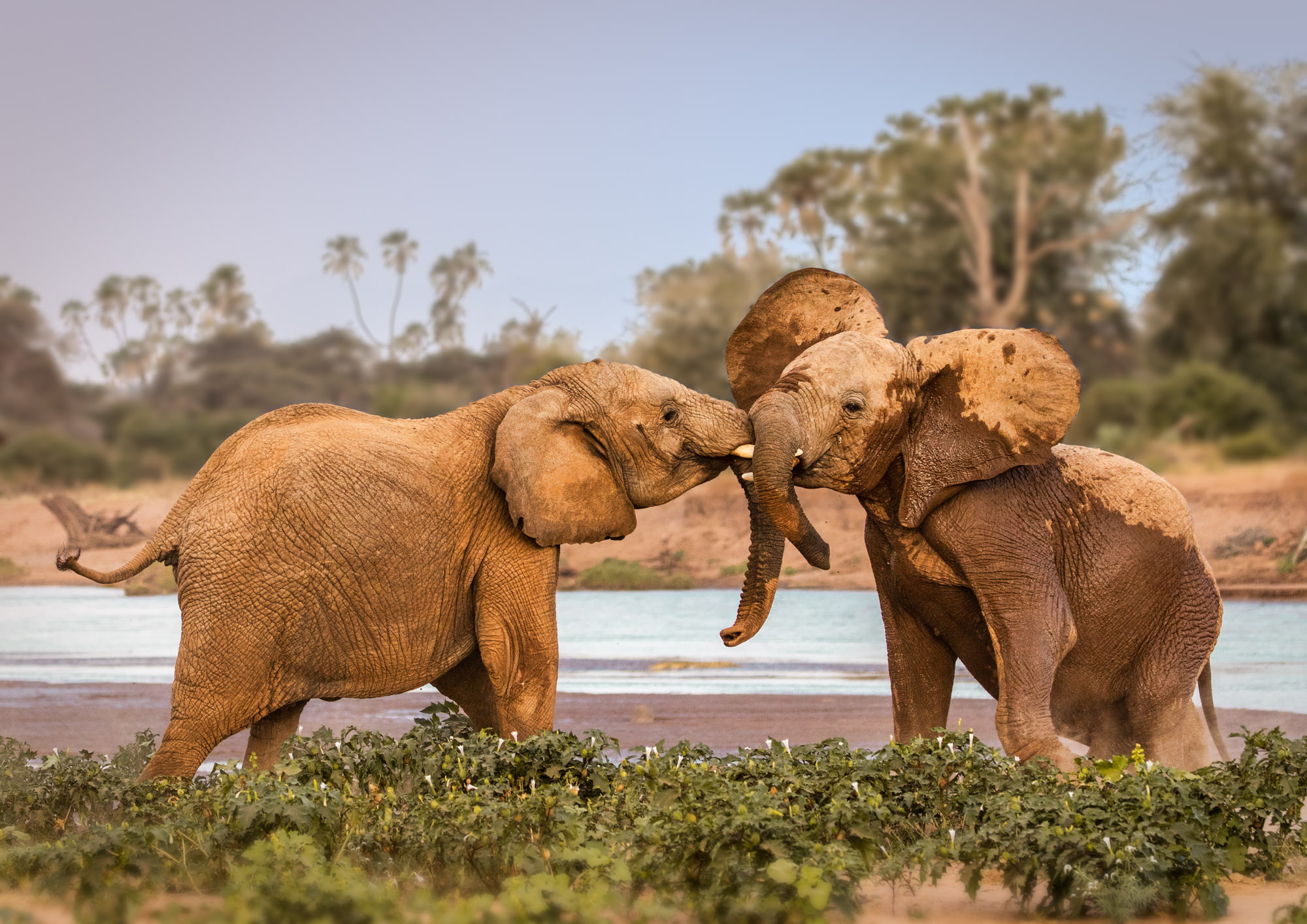 Baby Animal, Elephant, Wildlife, Animal, 1080P, HD Wallpaper