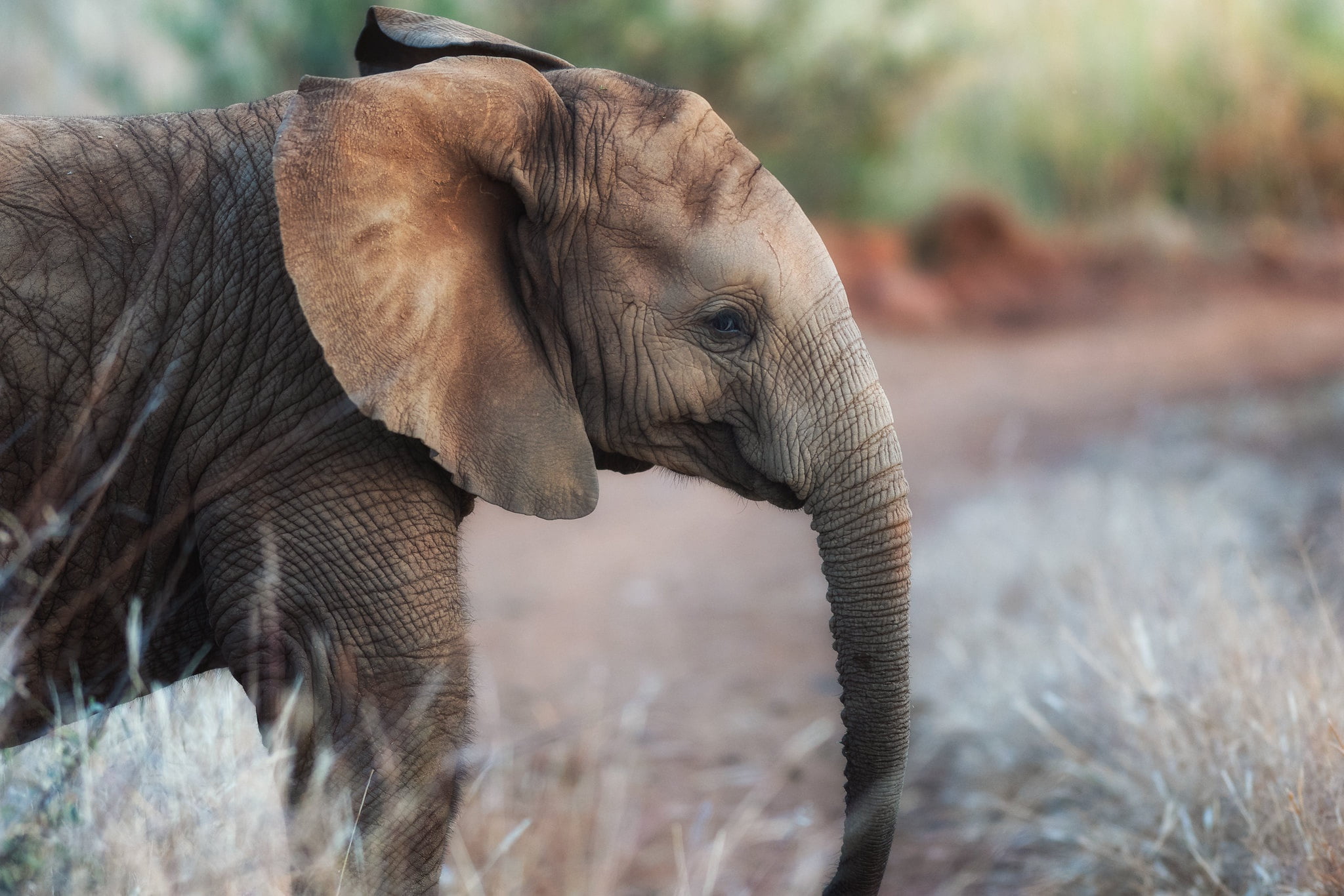 1080P, elephant, baby animals, mammals, animals, HD Wallpaper