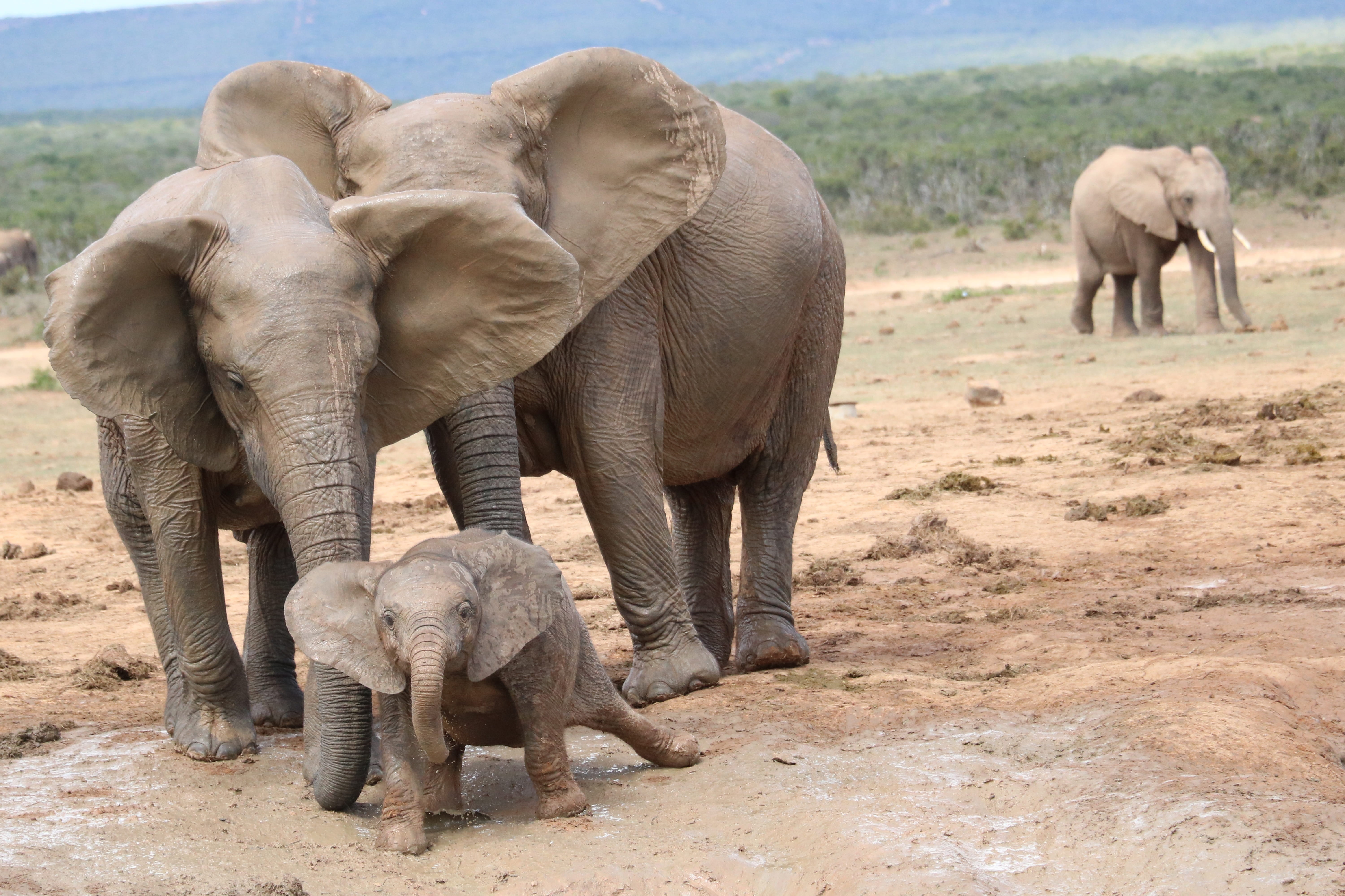 animal themes, walking, animal family, herd, vertebrate, addo national park, outdoors, herbivorous, day, south africa, animal wildlife, mammal, animal, HD Wallpaper
